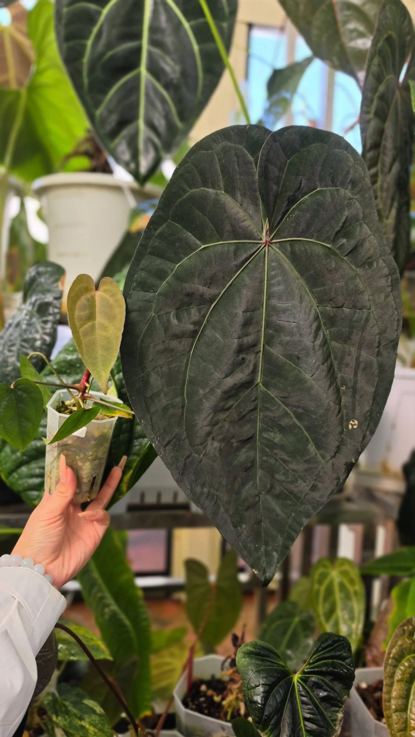 Anthurium Ace of Spades Dark Form