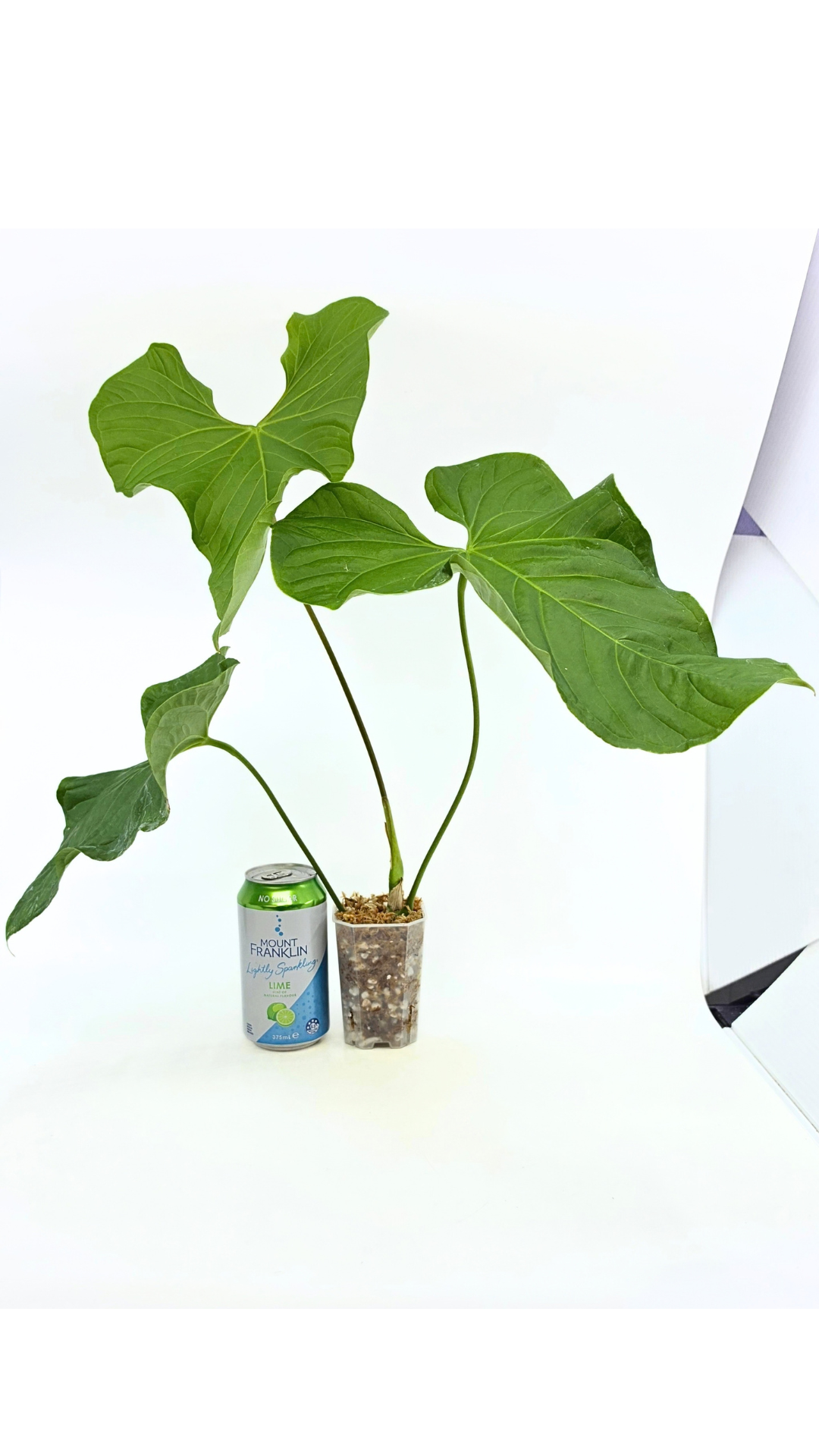 Uncommon indoor plant Anthurium Balaoanum available for sale at rare plant shop The Leaf Gallery in Perth, Western Australia