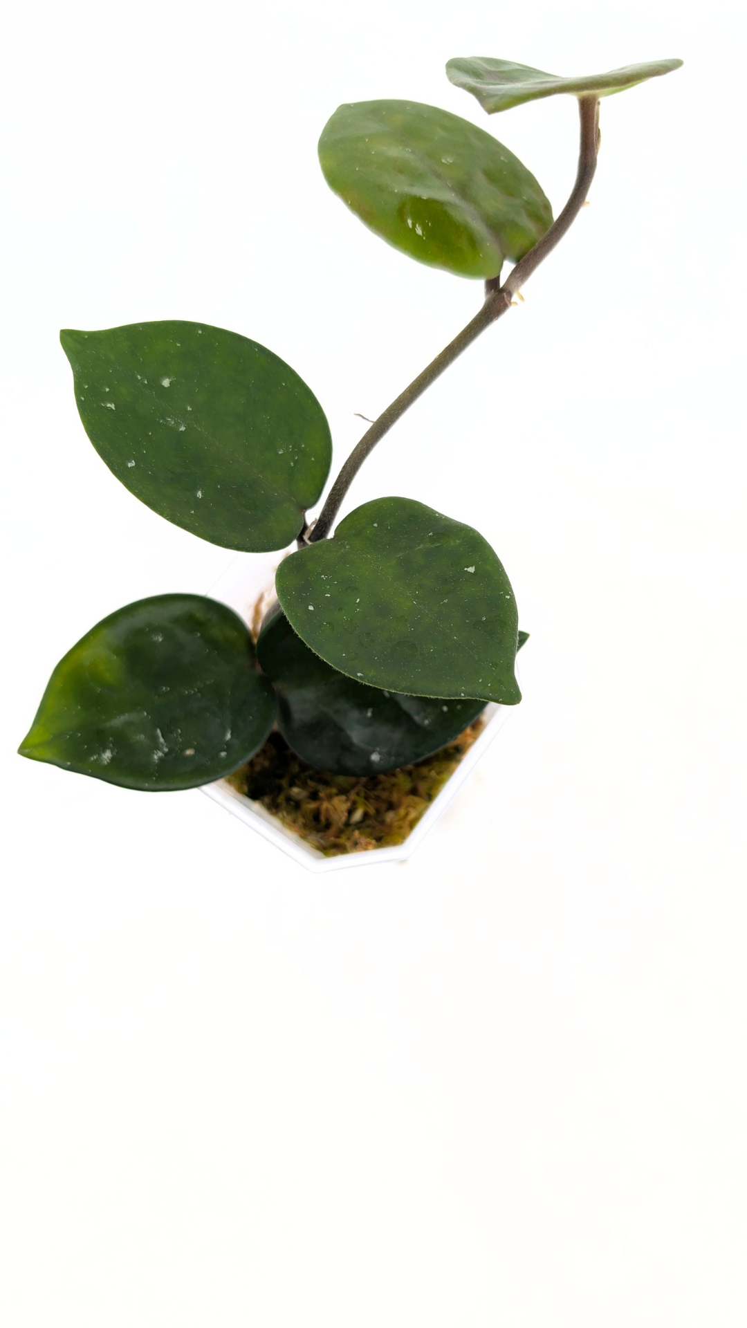 Rare indoor plant hoya carnosa chelsea propagated by and available for sale at rare plant shop The Leaf Gallery in Perth.