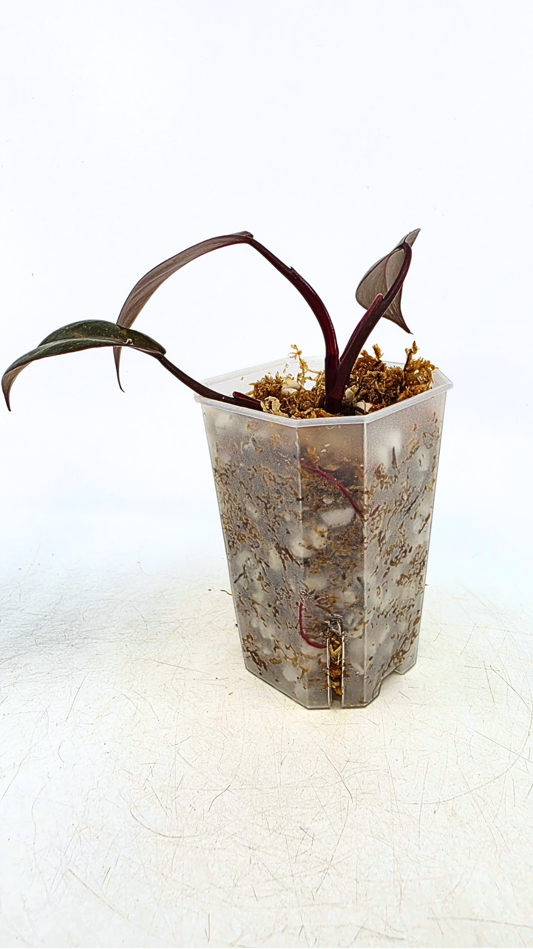 Rare indoor plant Philodendron Orange Princess Varigated available for sale at rare plant shop The Leaf Gallery in Perth, Western Australia