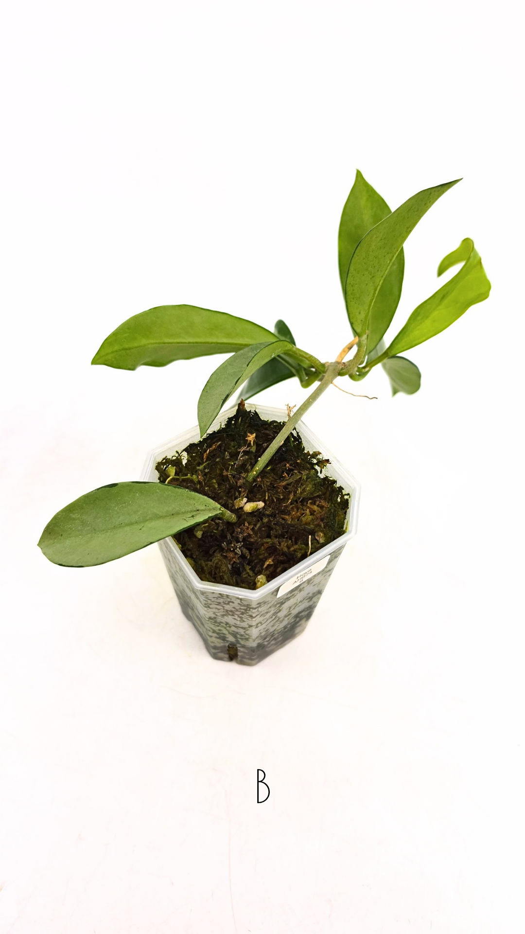 Rare Hoya AH074 available for sale at rare plant shop The Leaf Gallery in Perth, Western Australia