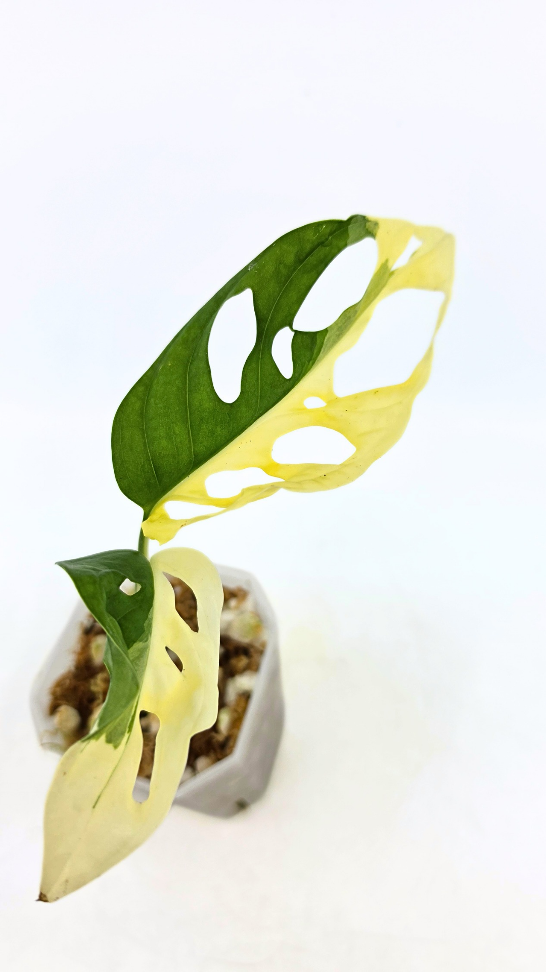 Rare indoor plant Monstera Adansonii Albo Varigated available for sale at rare houseplant shop The Leaf Gallery in Perth, Western Australia