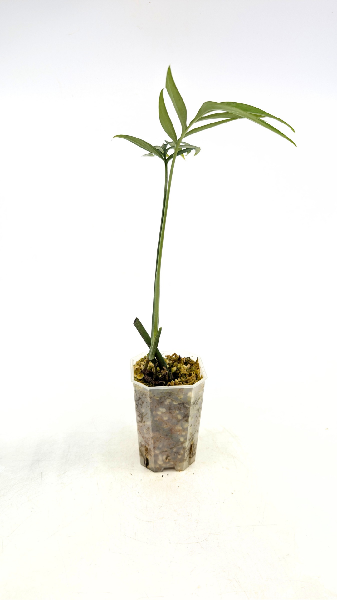 Rare indoor plant Monstera Subpinata available for sale at rare house plant shop The Leaf Gallery in Perth, Western Australia.