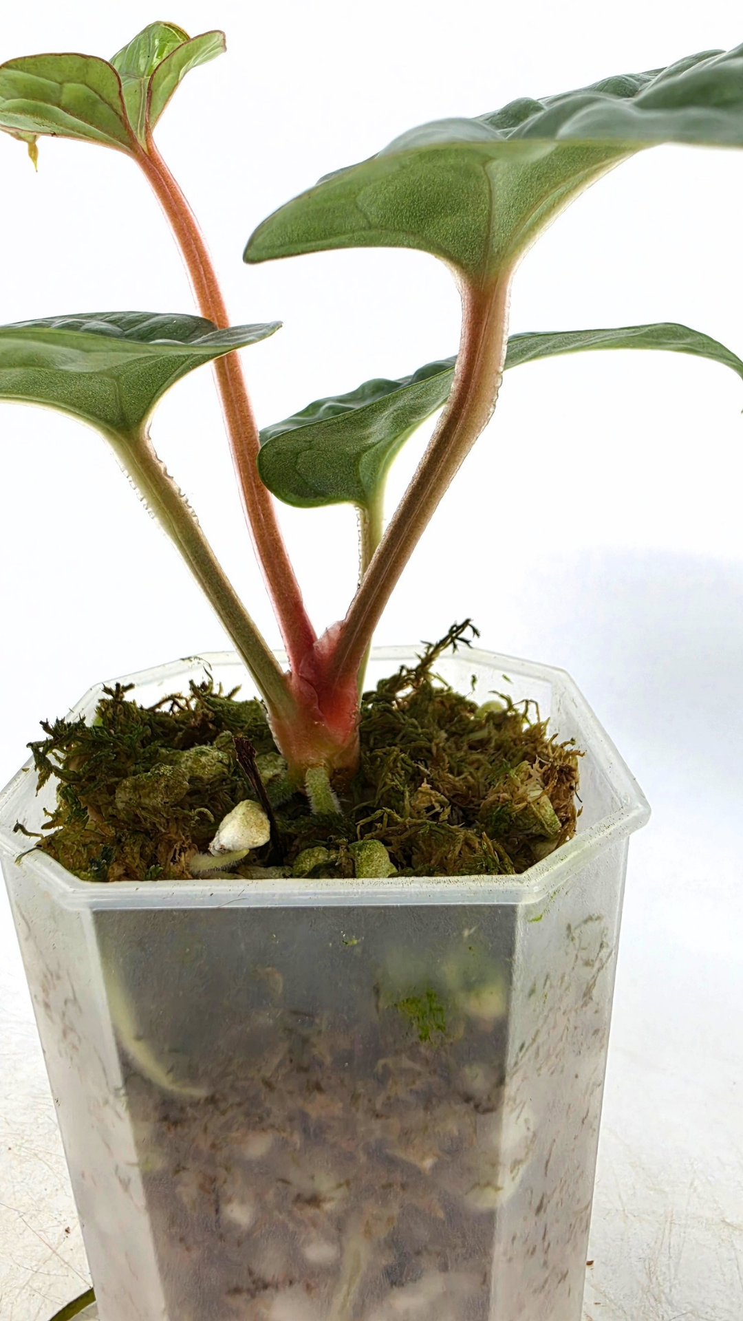 Rare indoor plant Anthurium Luxurians available for sale at rare house plant shop The Leaf Gallery in Perth, Western Australia