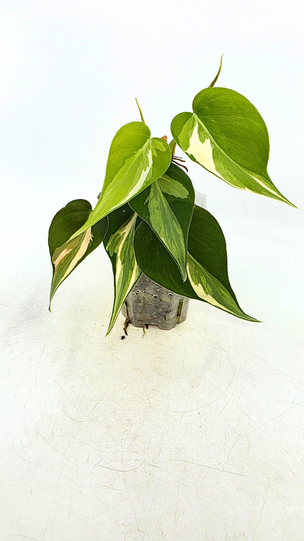 Philodendron Rio  The Leaf Gallery