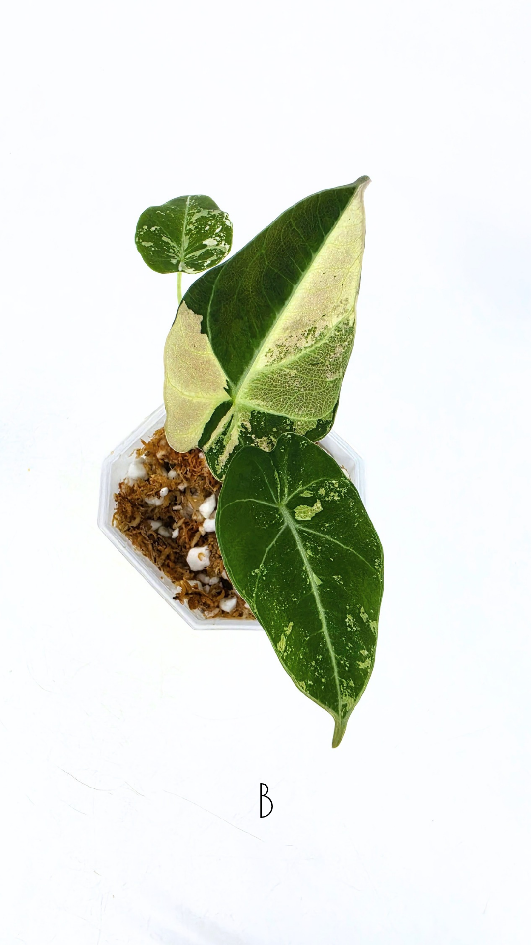Rare indoor plant Alocasia Black Velvet Pink Variegated available for sale from rare house plant shop The Leaf Gallery in Perth, Western Australia