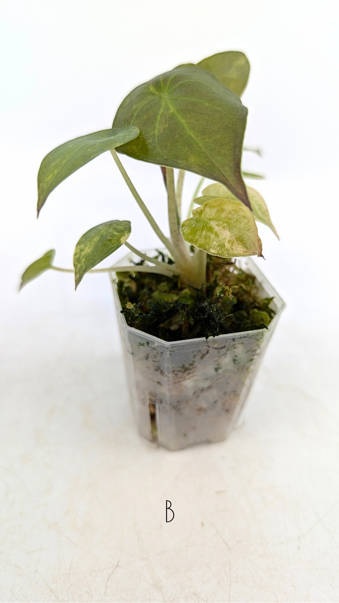 Rare indoor plant Alocasia Wentii Variegated available for sale at rare house plant shop The Leaf Gallery in Perth, Western Australia