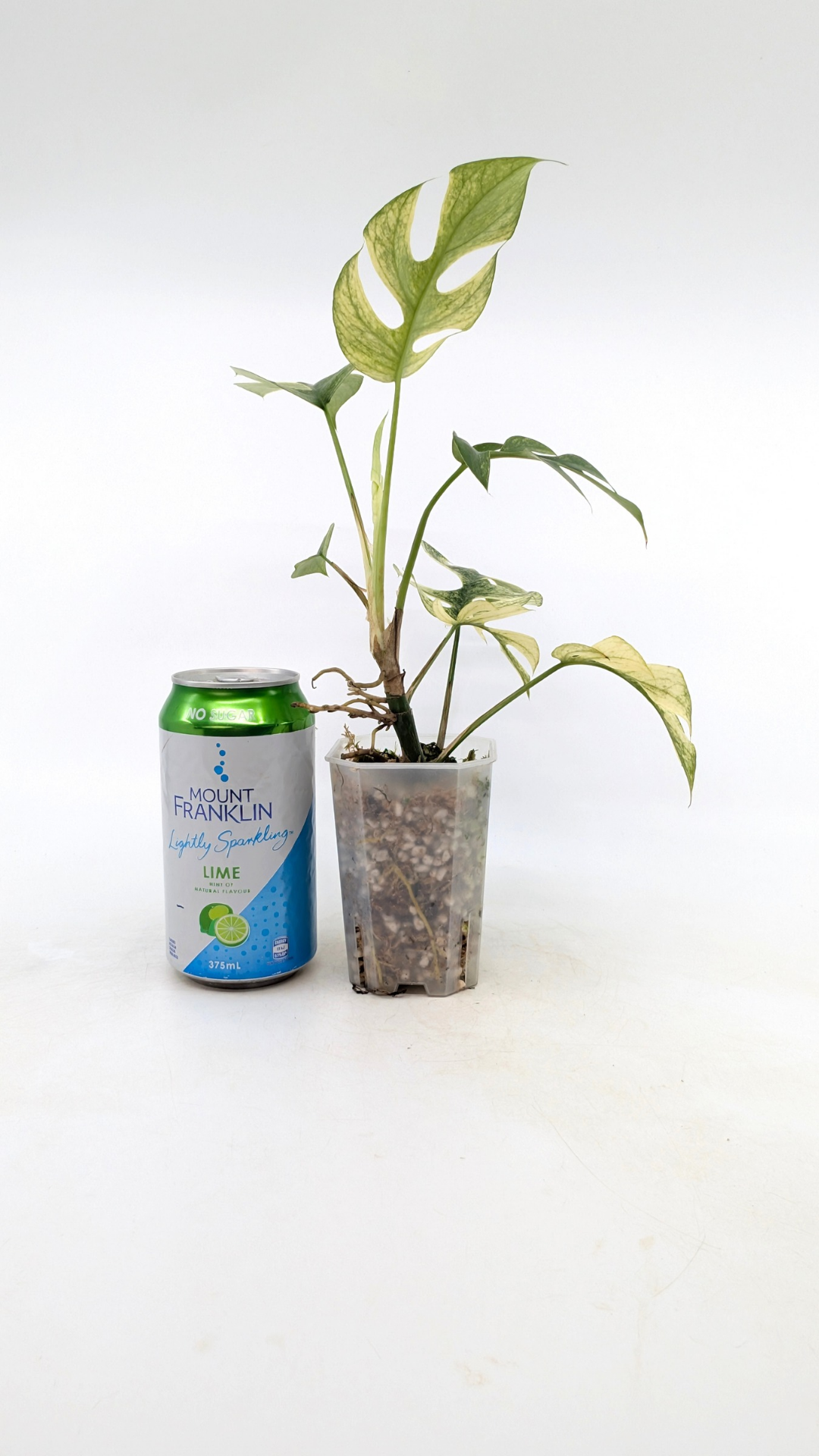 Rare indoor plant Raphidophora Tetrasperma Albo for sale by rare plant shop The Leaf Gallery in Perth, Western Australia