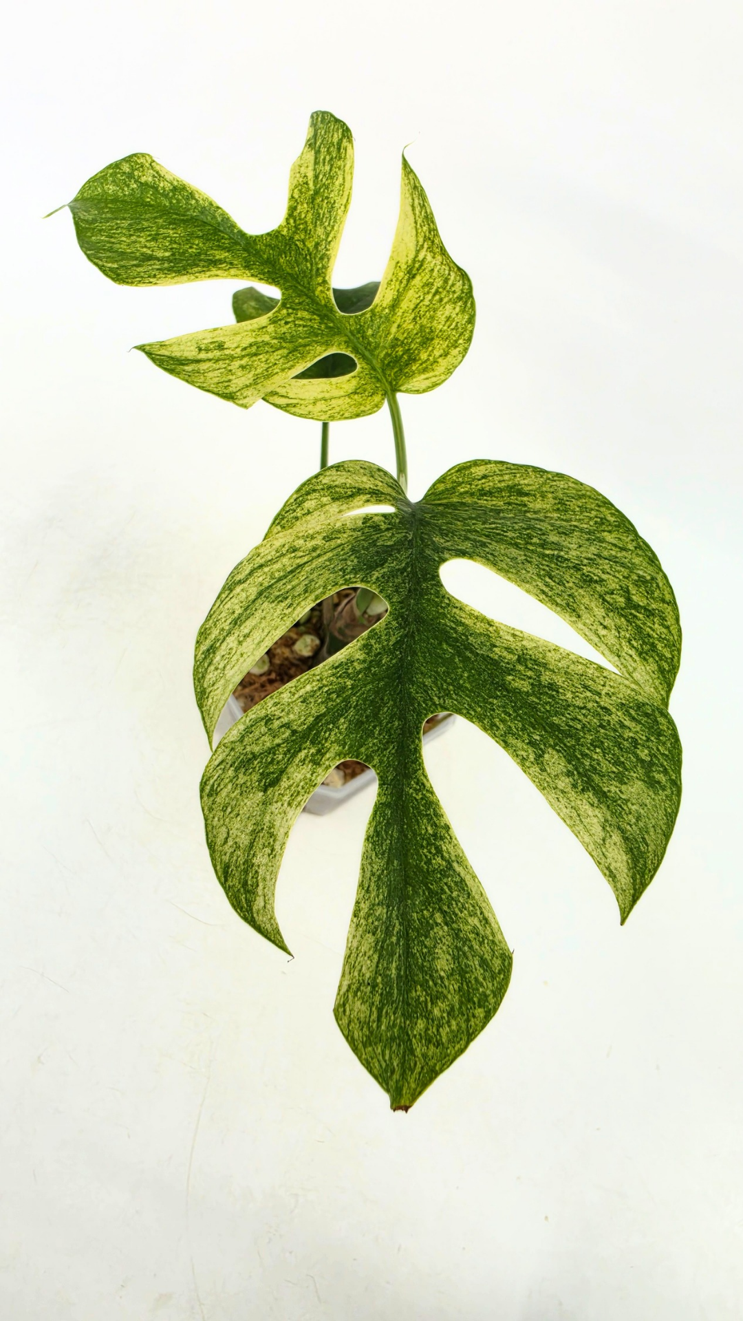 Rare indoor plant Raphidophora Tetrasperma Mint Varigated for sale by rare plant shop The Leaf Gallery in Perth, Western Australia