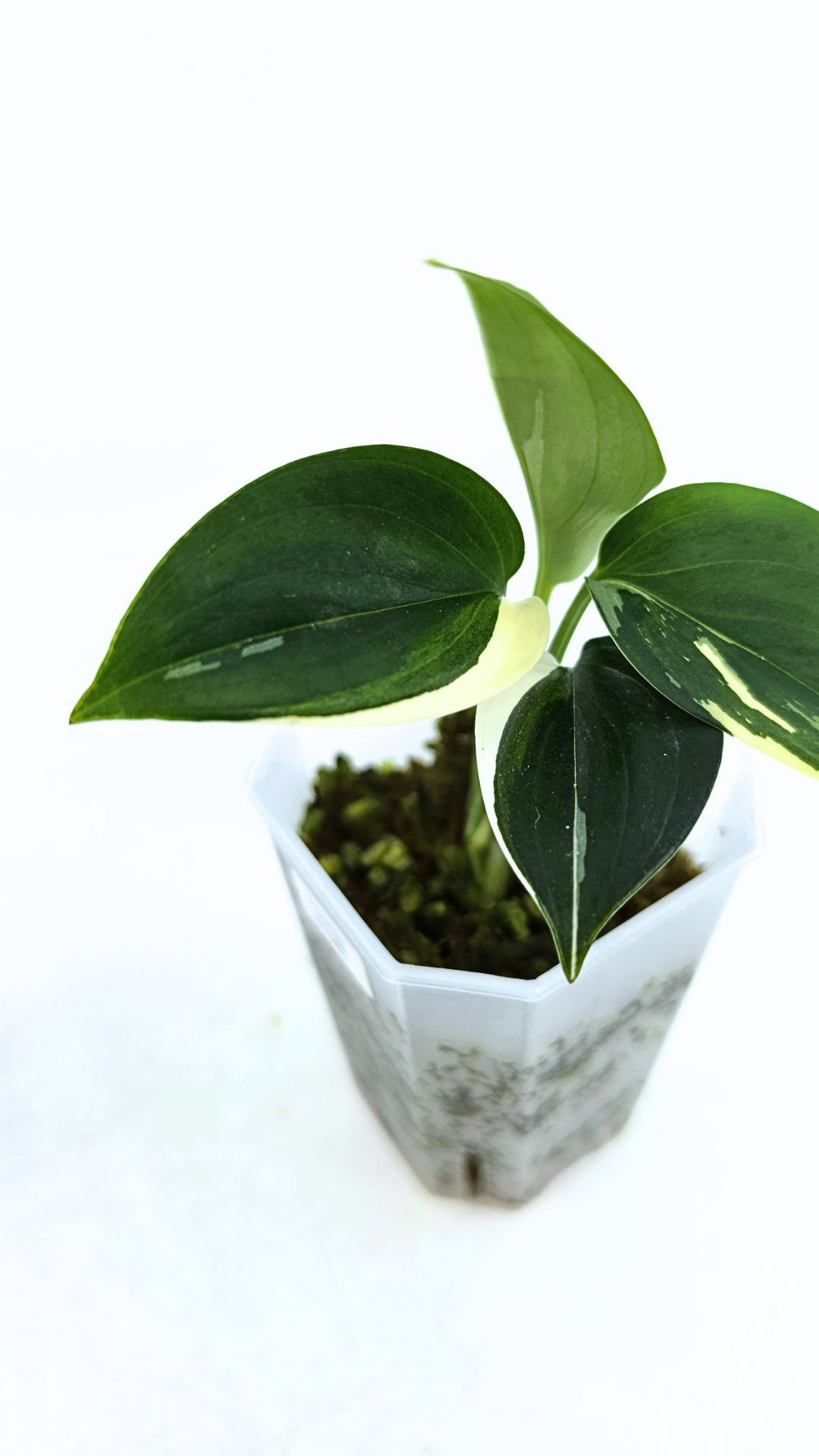 Rare plant Scindapsus Blue Albo Varigated available at rare plant shop The Leaf Gallery in Perth, Western Australia