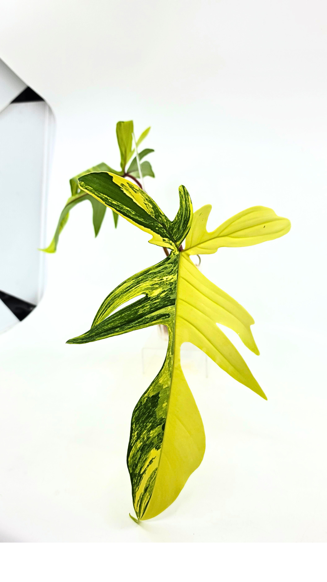 Rare indoor plant Philodendron Florida Beauty Varigated available at rare plant shop The Leaf Gallery in Perth, Western Australia