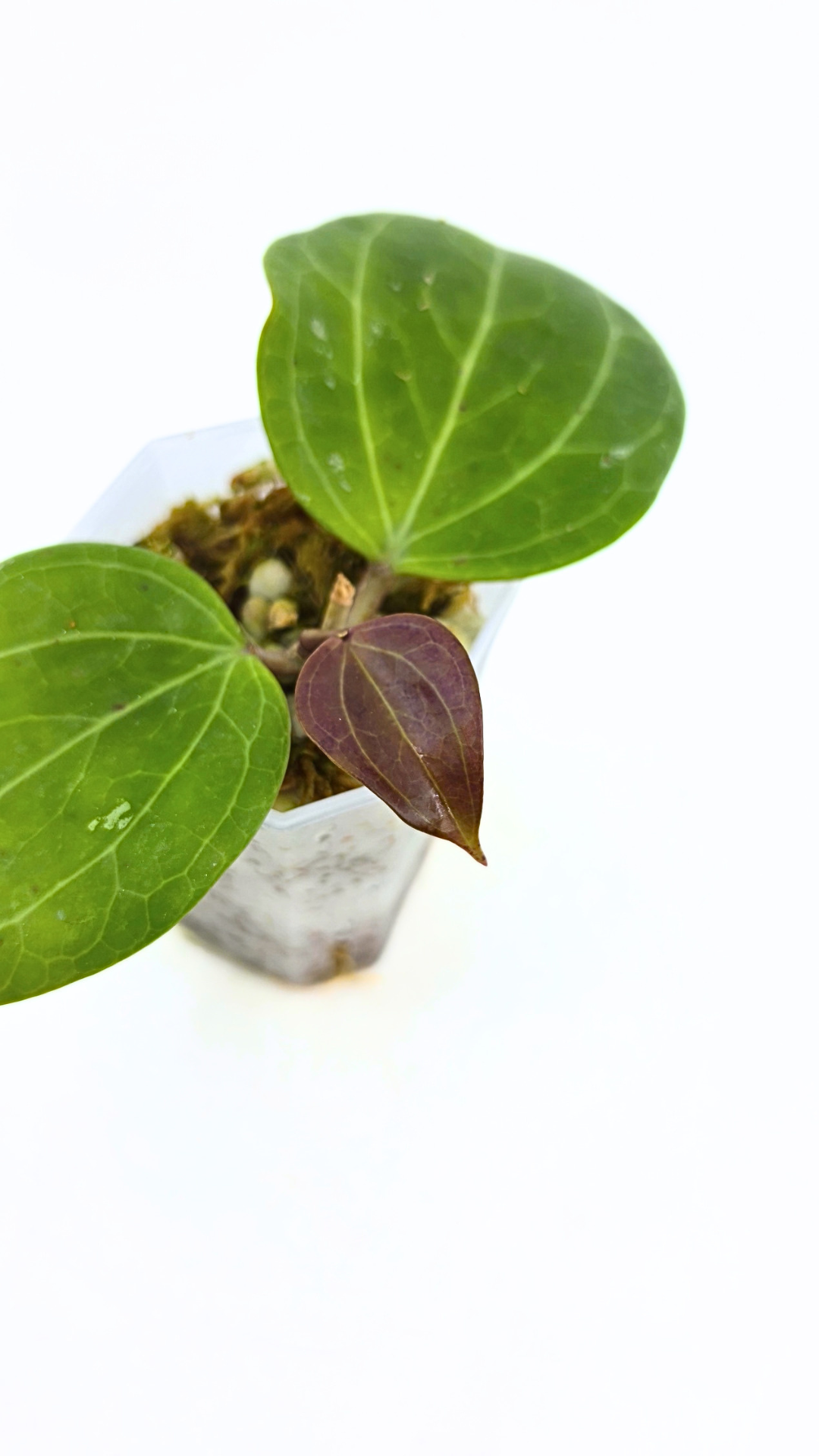Rare waxplant Hoya Sarawak available for sale at rare indoor plant shop The Leaf Gallery in Perth, Western Australia