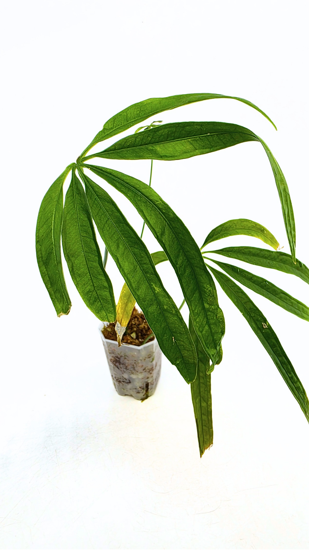 Hard to find house plant Anthurium Polydactylum available for sale at rare plant shop The Leaf Gallery in Perth, Western Australia.