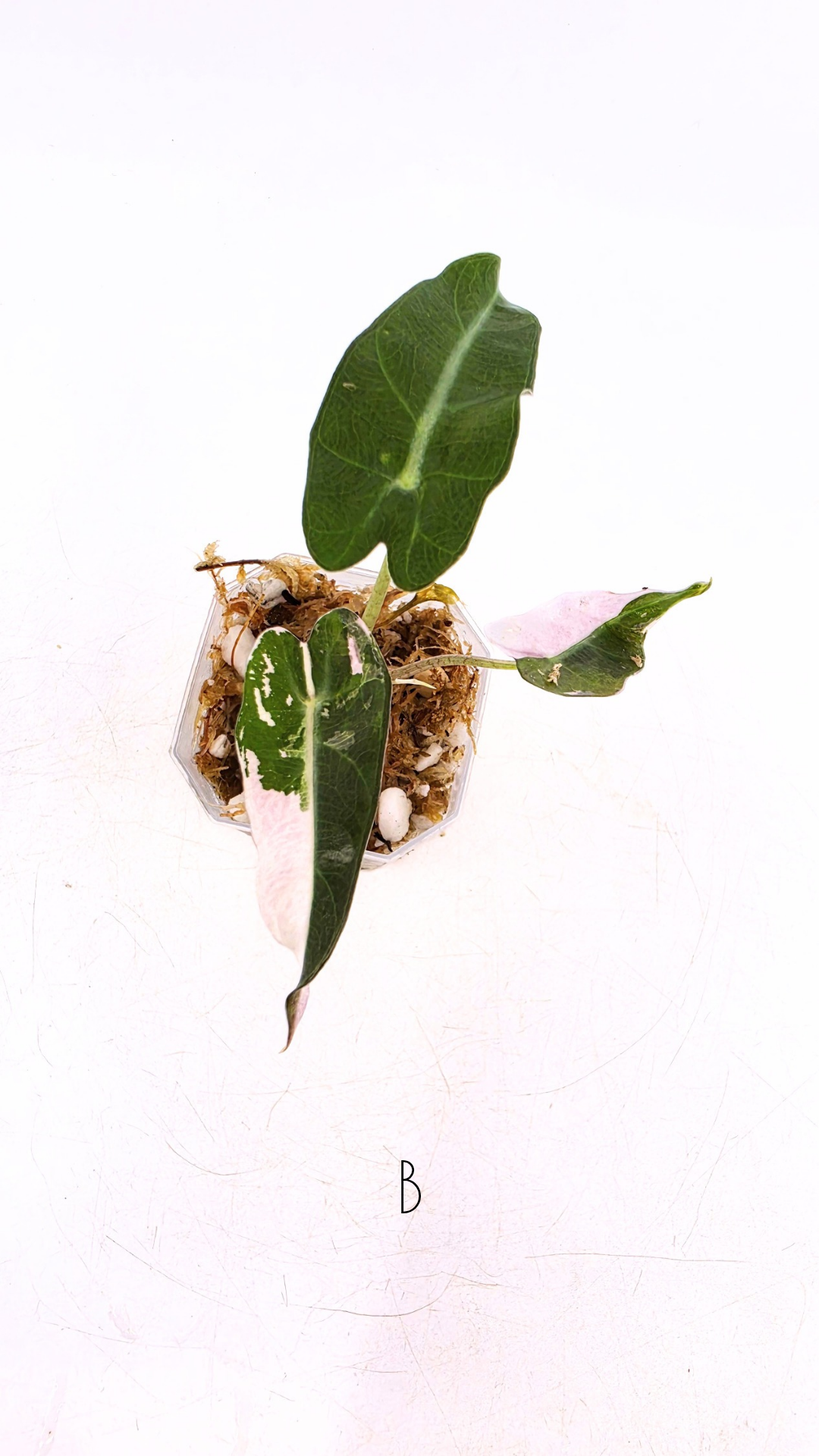 Rare indoor plant Alocasia Amazonica Bambino Pink TC plantlets available for sale at rare houseplant shop The Leaf Gallery in Perth, Western Australia