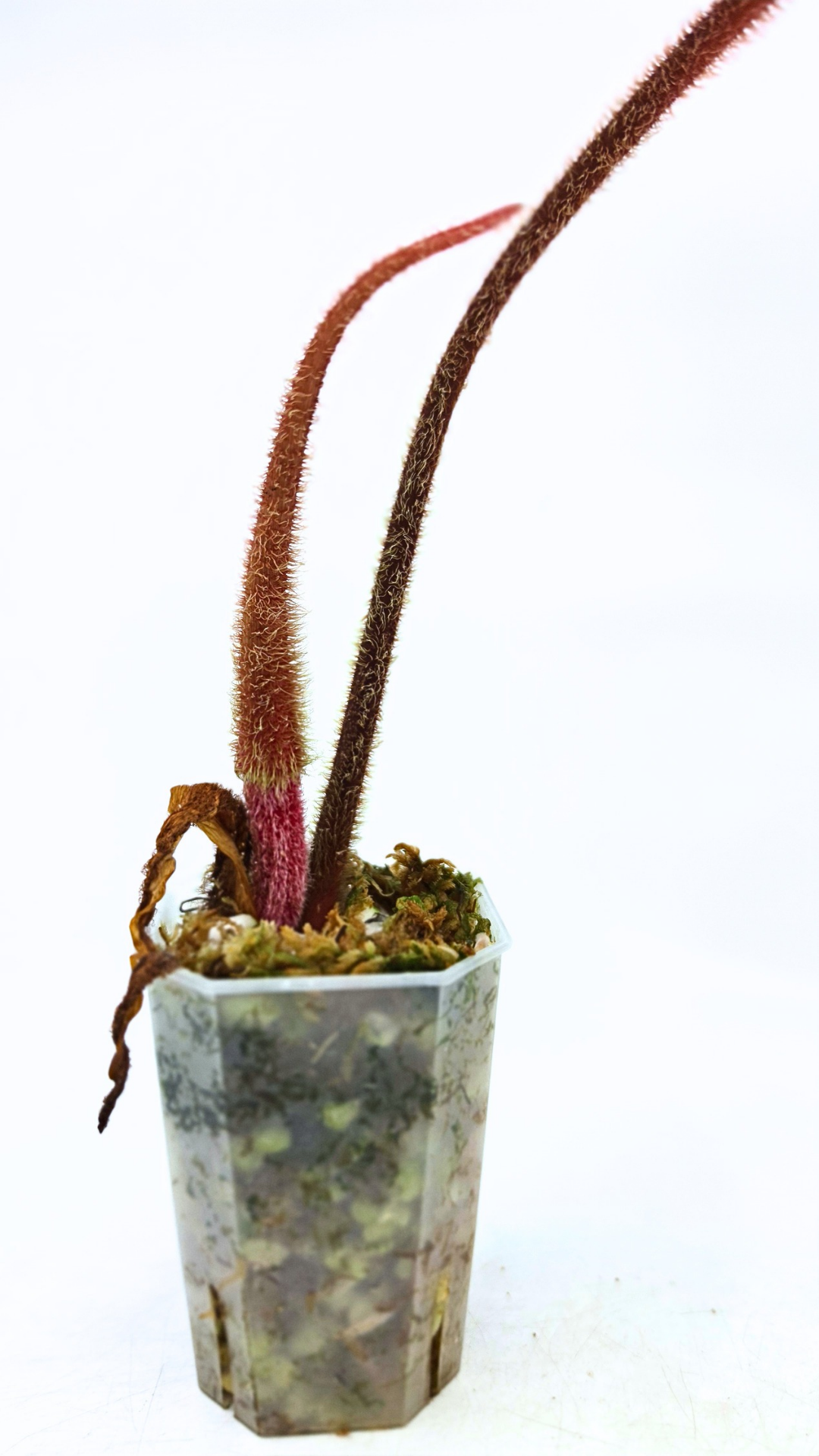 Rare indoor plant Philodendron Red Serpens available for sale at rare plant shop The Leaf Gallery in Perth, Western Australia