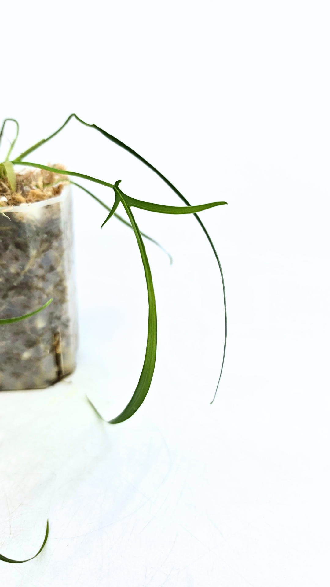 Rare indoor plant Philodendron Polypodioides available for sale at rare house plant shop The Leaf Gallery in Perth, Western Australia