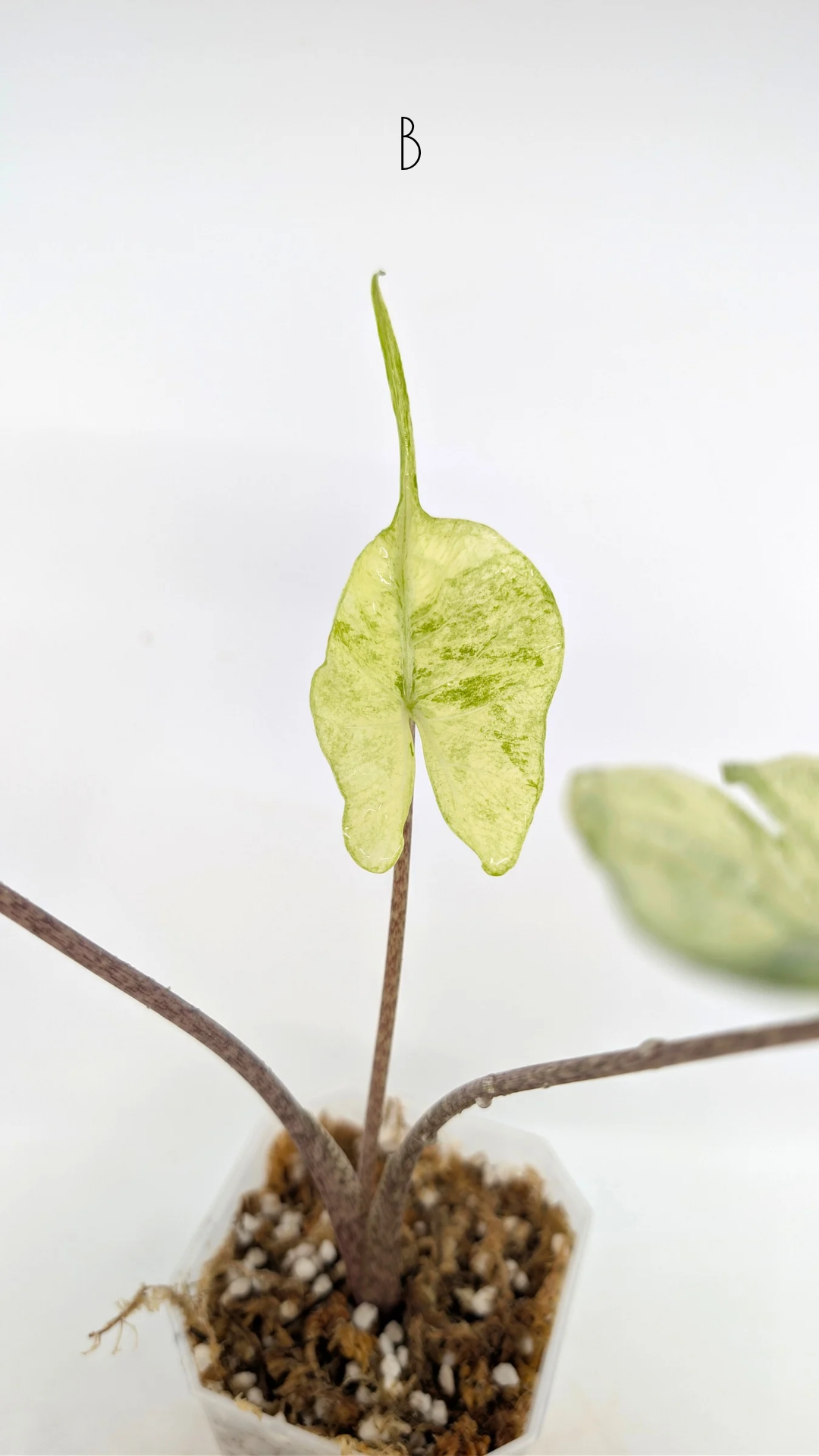 Rare indoor plannt Alocasia Stingray Mint Variegated available for sale at rare house plant shop The Leaf Gallery in Perth, Western Australia.