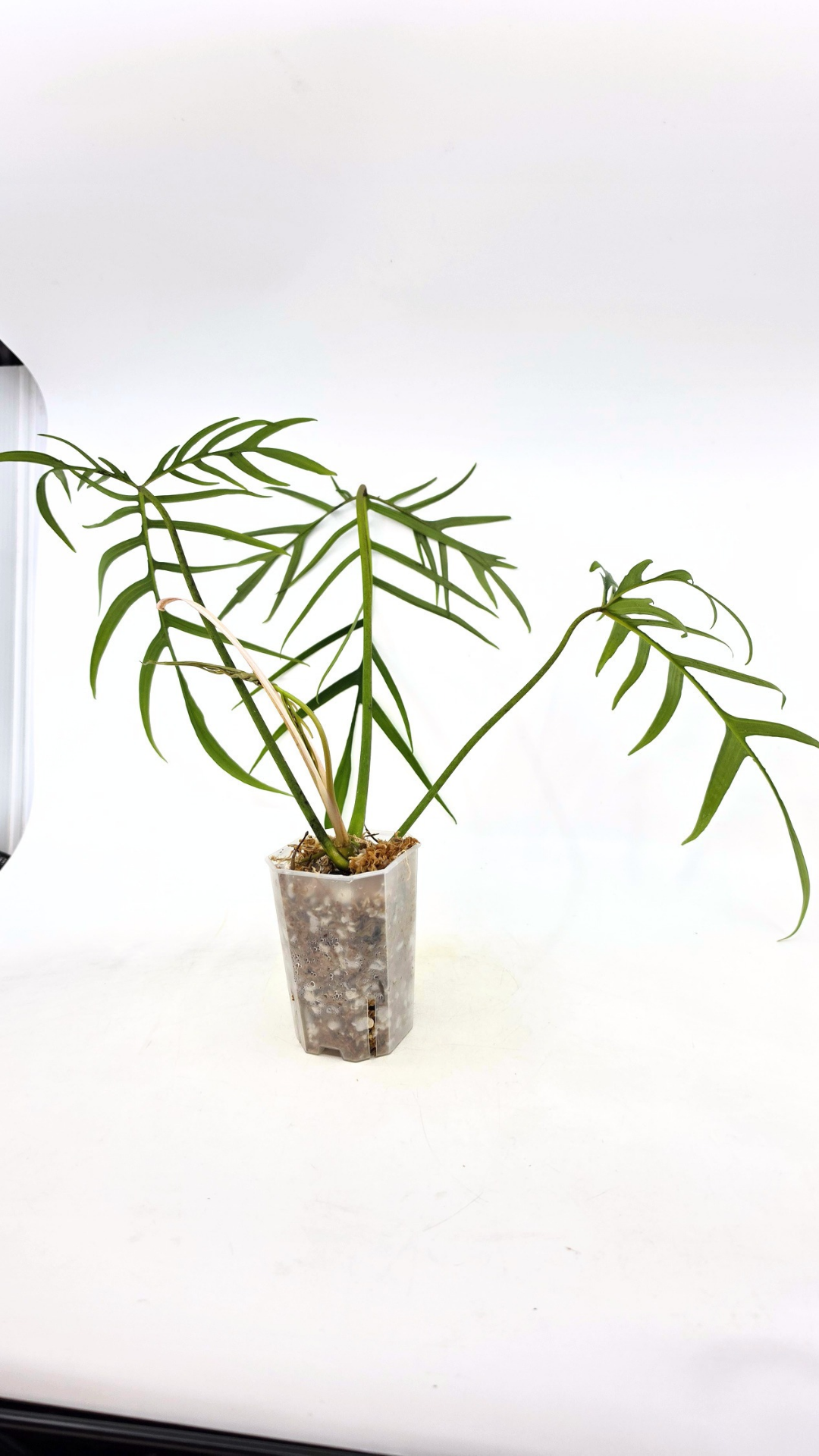 Rare indoor plant Philodendron Polypodioides available for sale at rare house plant shop The Leaf Gallery in Perth, Western Australia