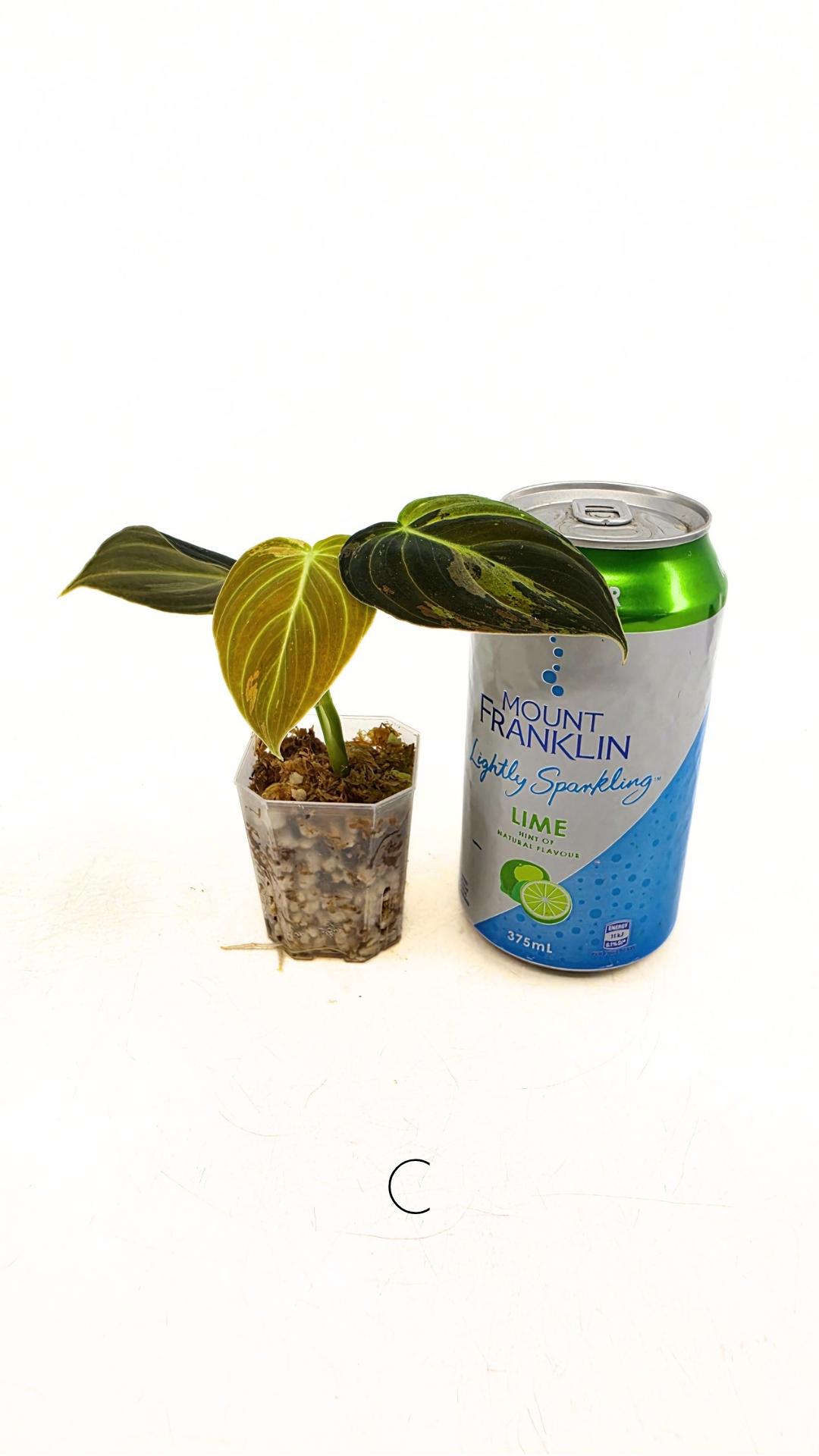 Rare plant Philodendron Melanochrysum Varigated available for sale at rare plant shop The Leaf Gallery in Perth, Western Australia