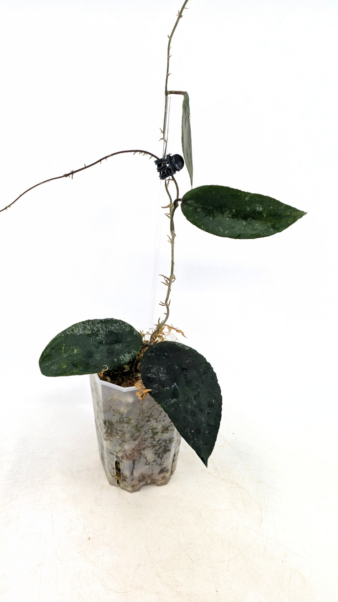 Rare Hoya Caudata Sumatra available for sale by rare indoor plant shop The Leaf Gallery in Perth, Western Australia