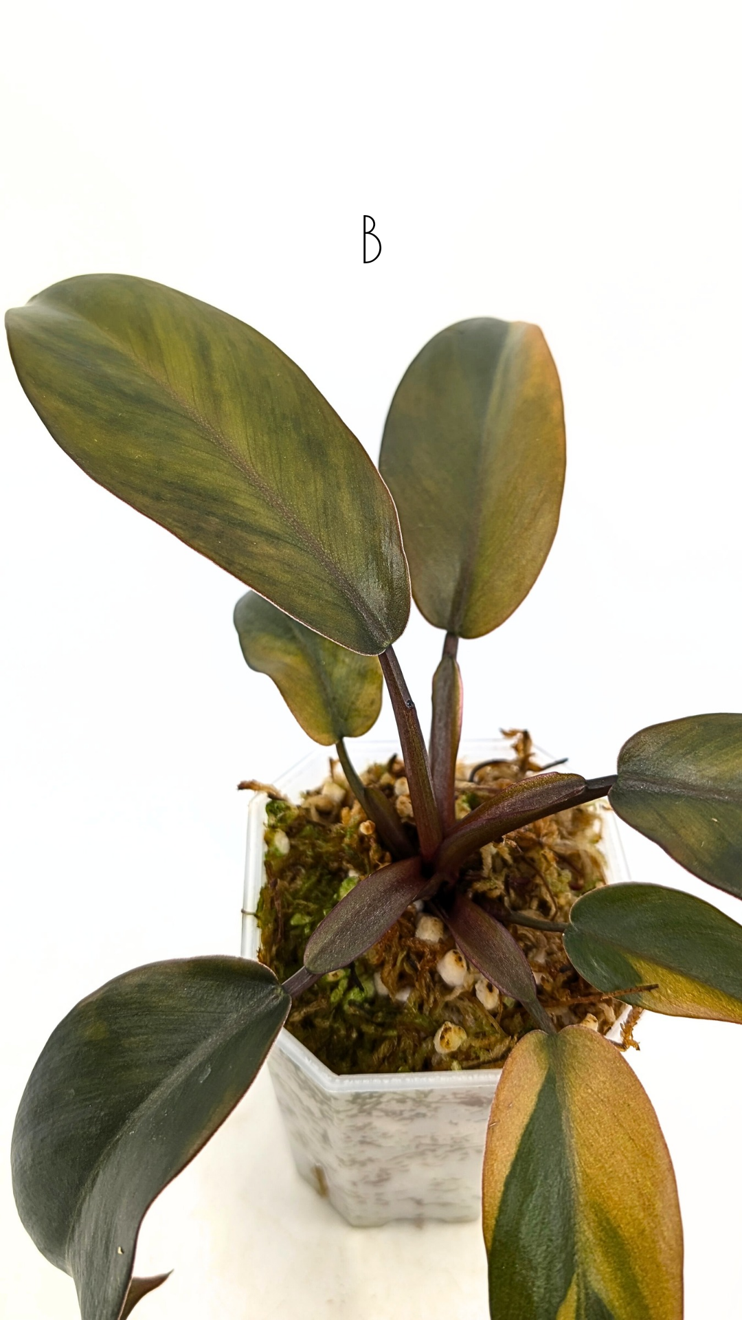 Rare Plants — The Leaf Gallery