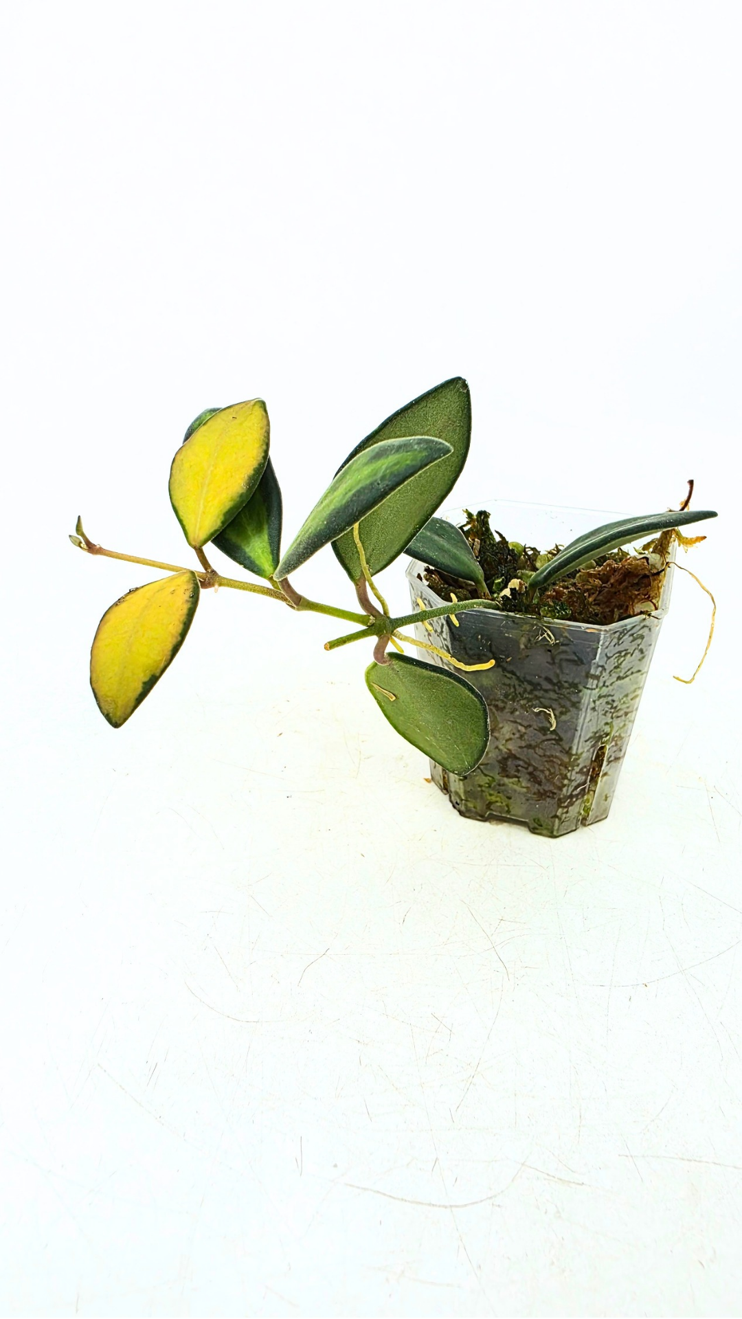 Rare waxplant Hoya DS-70 variegated also known as Hoya Aff Burtoniae Variegated availalbe for sale at rare indoor plant shop The Leaf Gallery in Perth, Western Australia