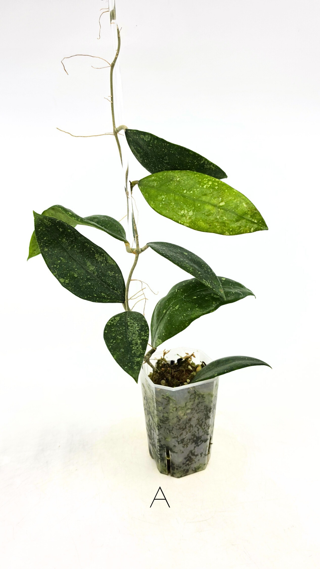 Rare waxplant Hoya Ko Chag Island available for sale at rare indoor plant shop The Leaf Gallery in Perth, Western Australia