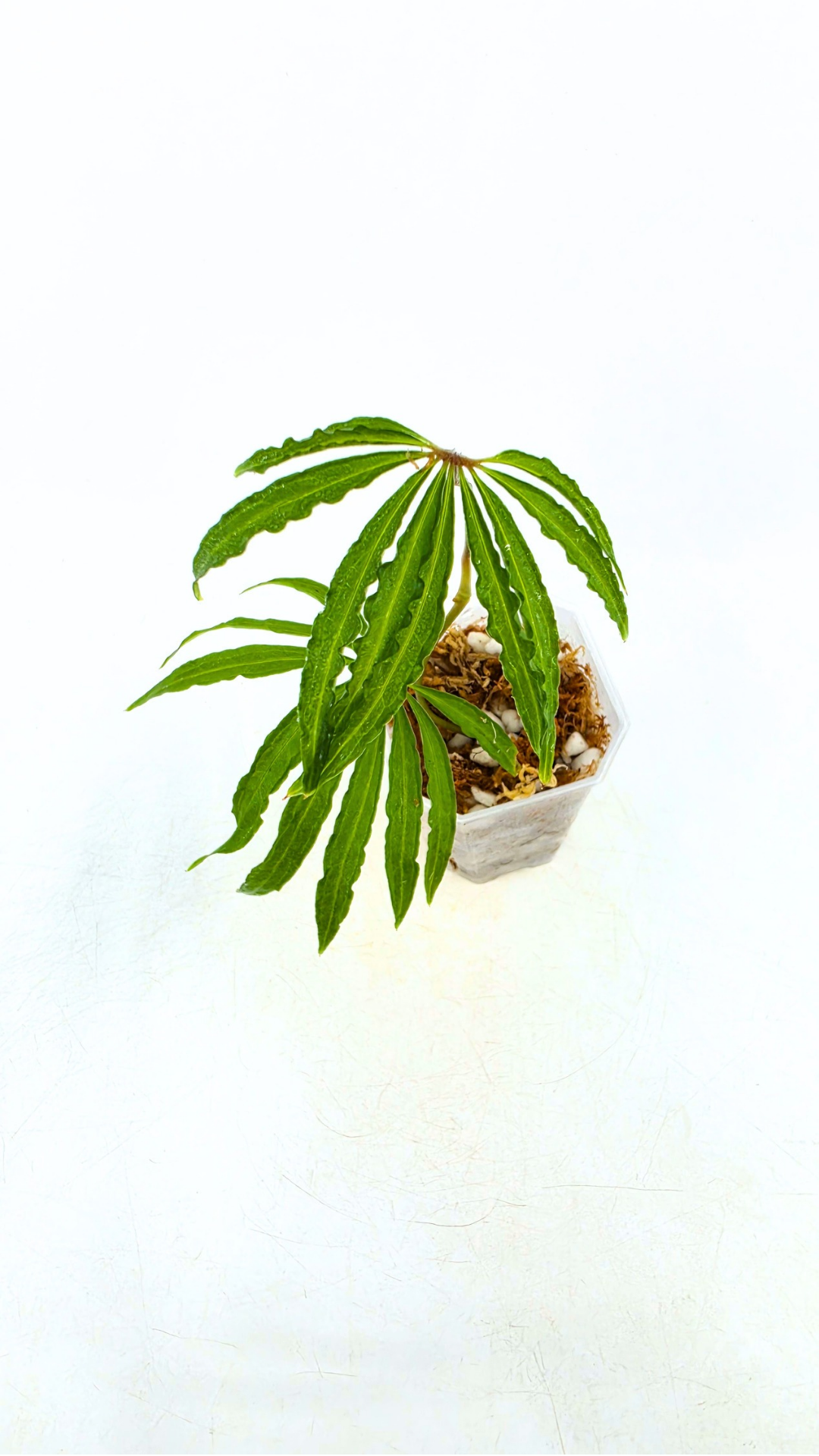 Hard to find vining house plant Anthurium Polystictum available for sale at rare plant shop The Leaf Gallery in Perth, Western Australia.