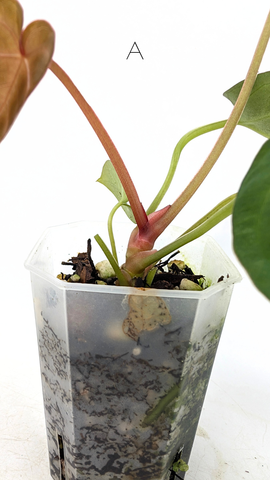 Rare indoor plant Anthurium Magnificum available for sale at rare house plant shop The Leaf Gallery in Perth, Western Australia