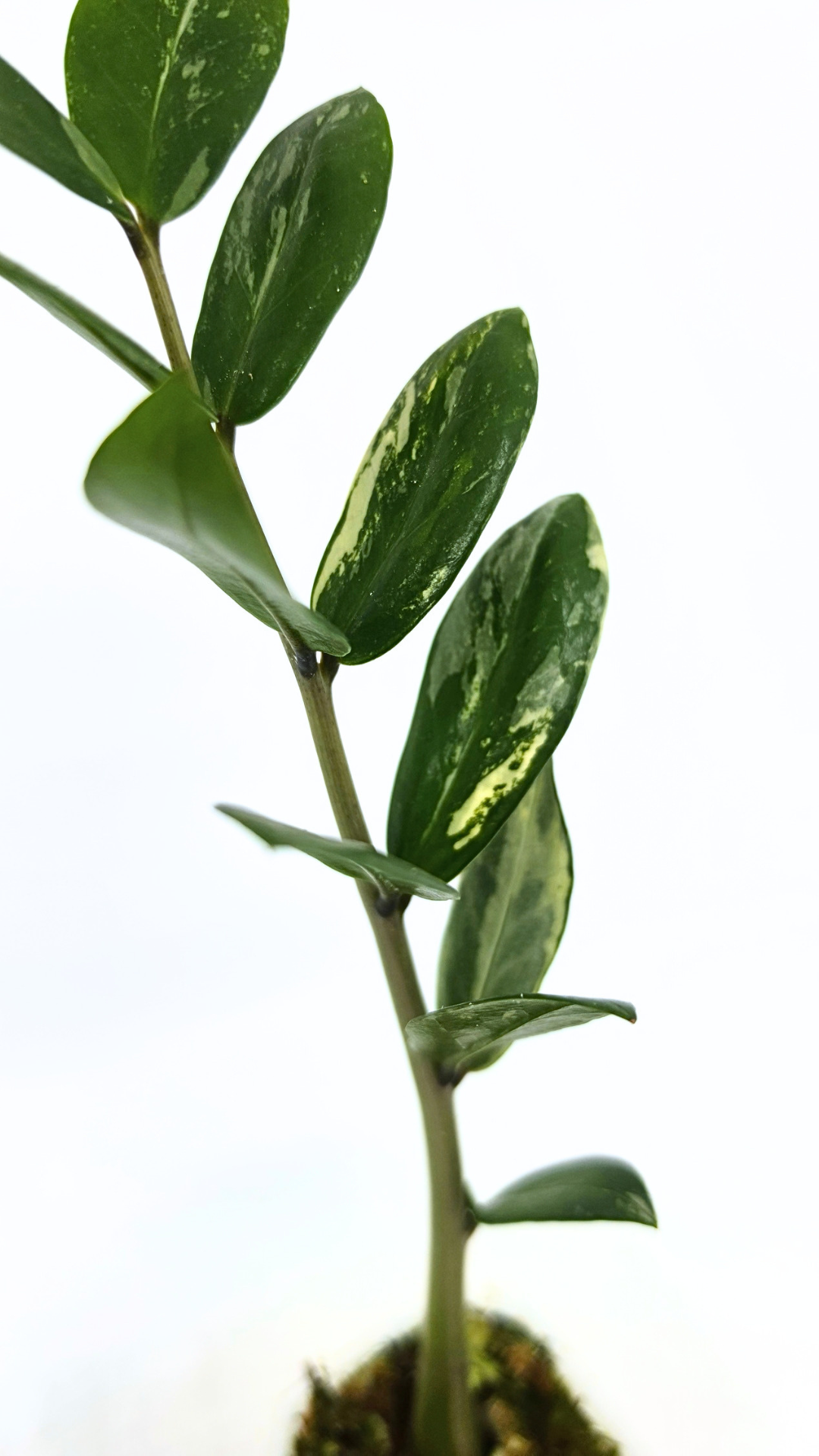 Rare indoor plant Zamioculcas Zamiifolia (ZZ plant) Variegated available for sale at rare house plant shop The Leaf Gallery in Perth, Western Australia