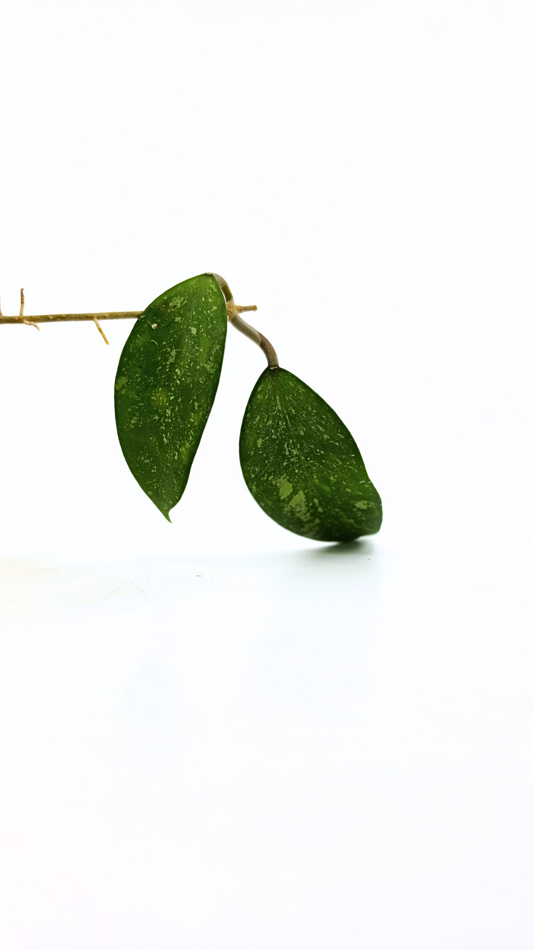 Rare waxplant Hoya Snow Cui available for sale at rare indoor plant shop The Leaf Gallery in Perth, Western Australia