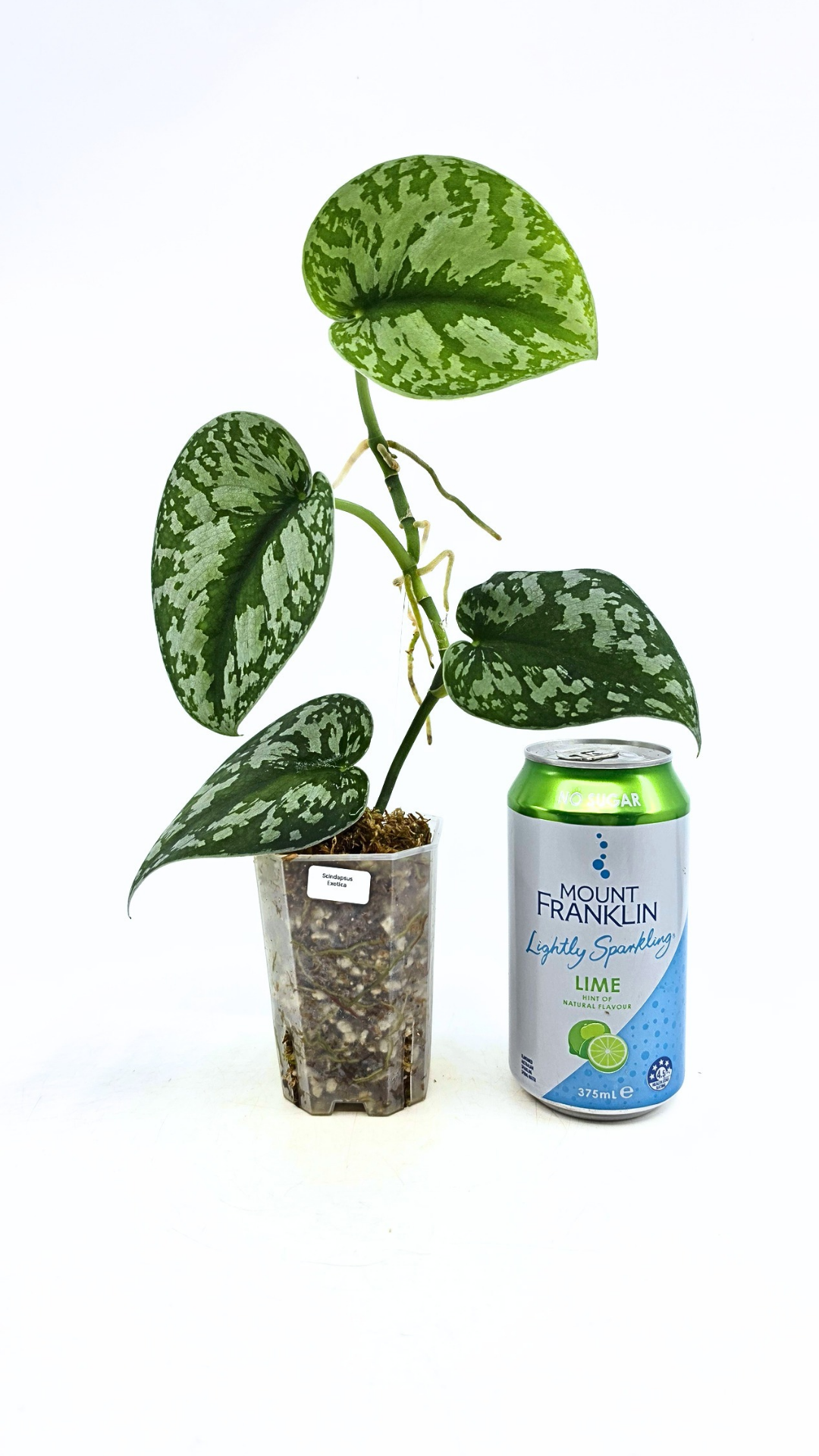 Uncommon indoor plant scindapsus Exotica available for sale at rare plant shop The Leaf Gallery in Perth, Western Australia.