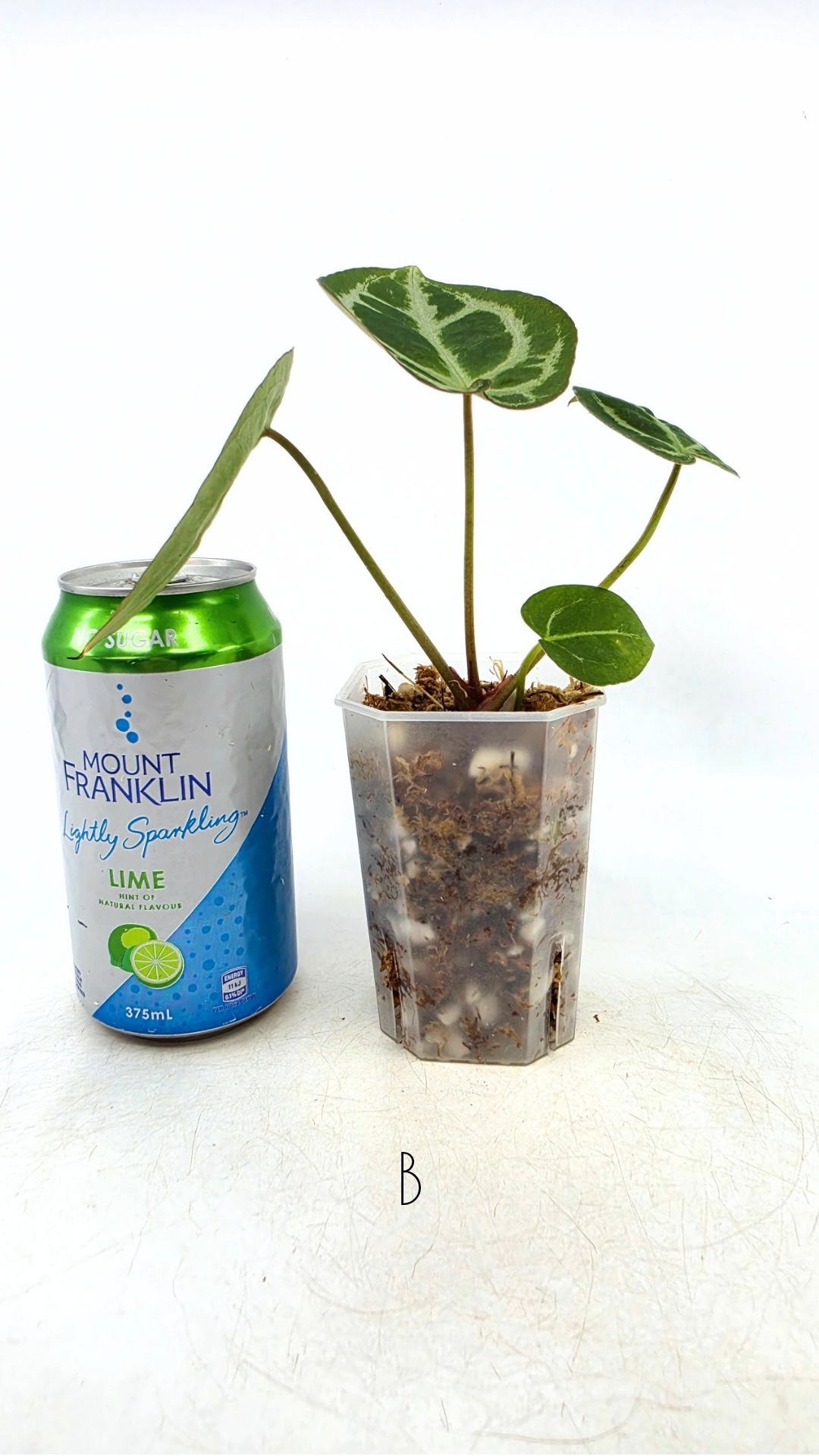 Rare anthurium hybrid Anthurium red dorayaki mutation with Anthurium Michelle by The Leaf Gallery in Perth, Western Australia