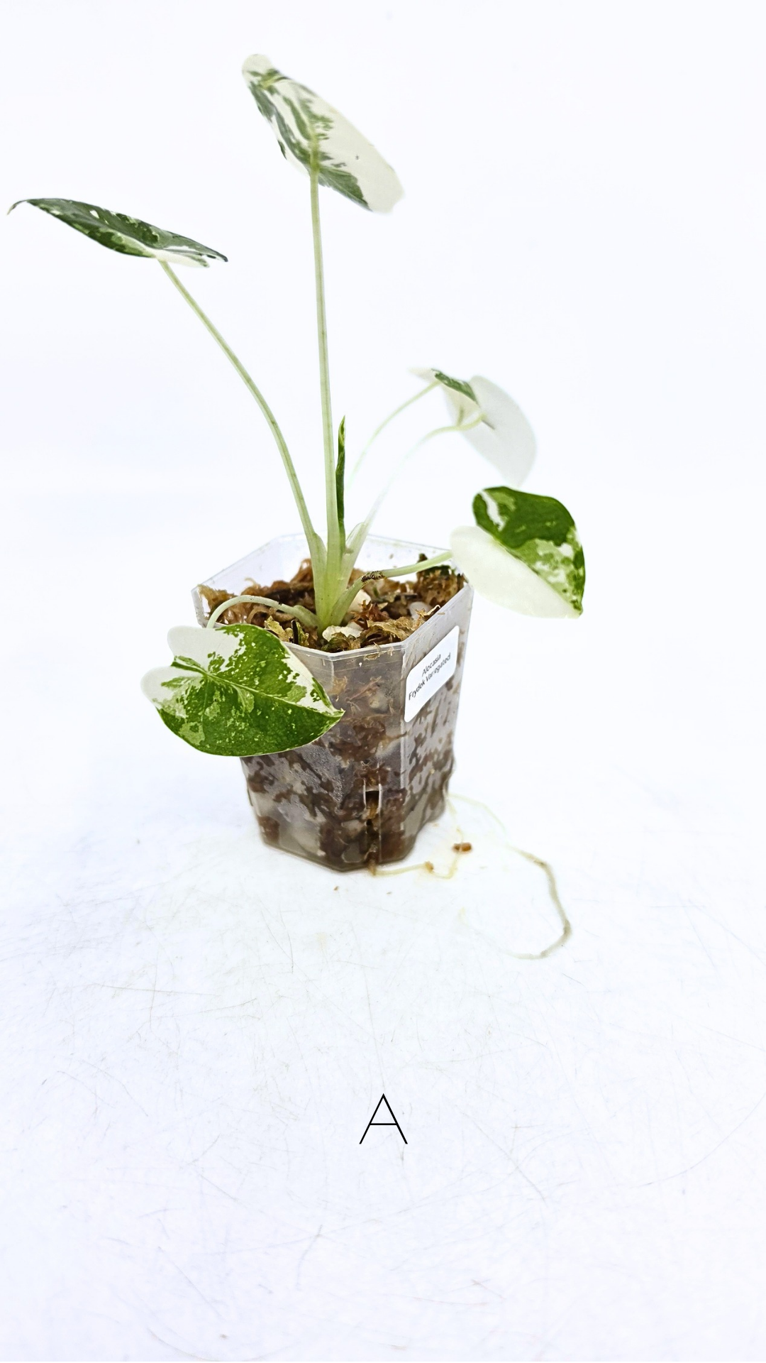 Rare indoor plant Alocasia Frydek Variegated available for sale at rare house plant shop The Leaf Gallery in Perth, Western Australia