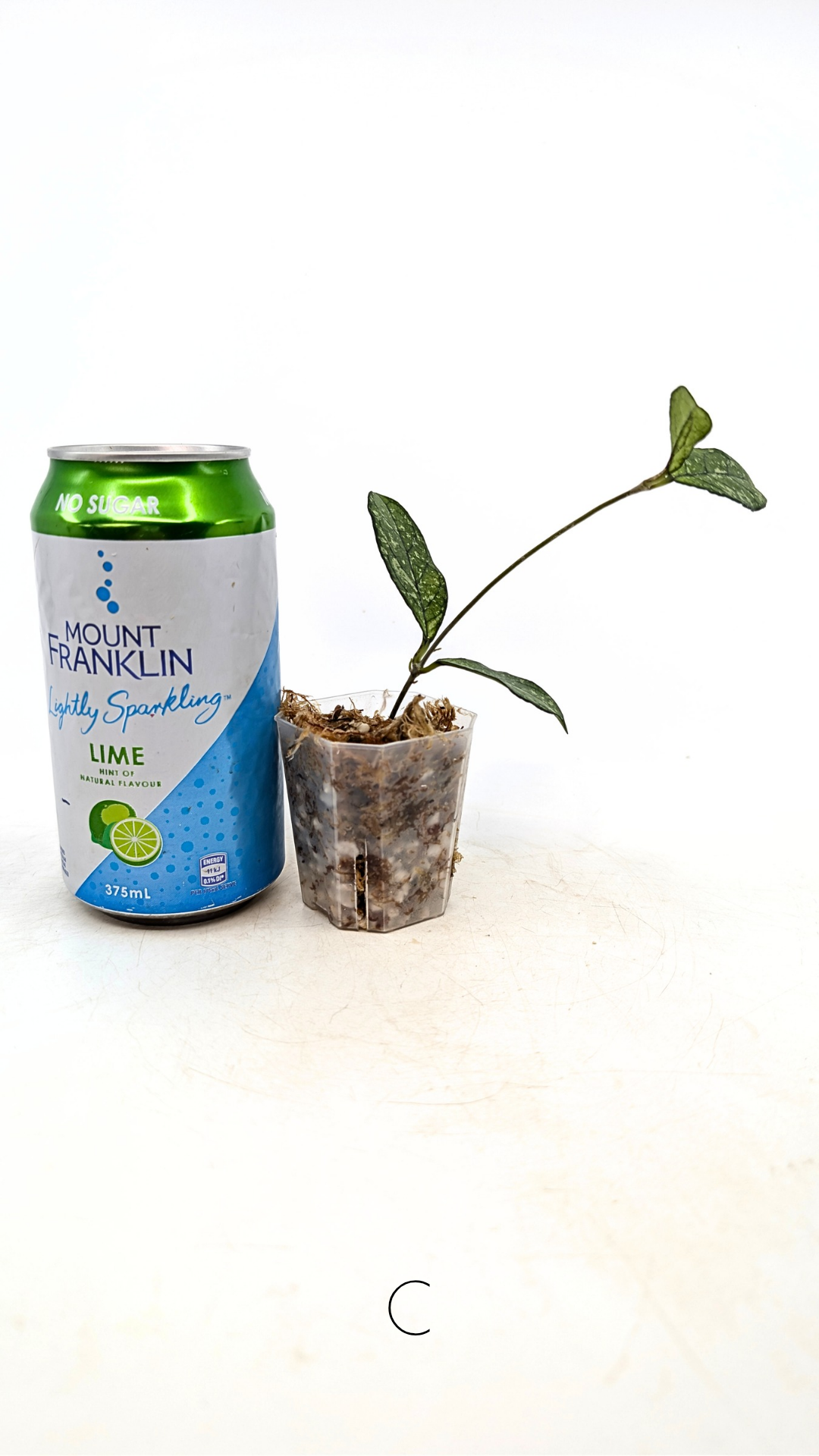 Rare Hoya Crassipetiolata Splash available for sale at rare plant shop The Leaf Gallery in Perth, Western Australia