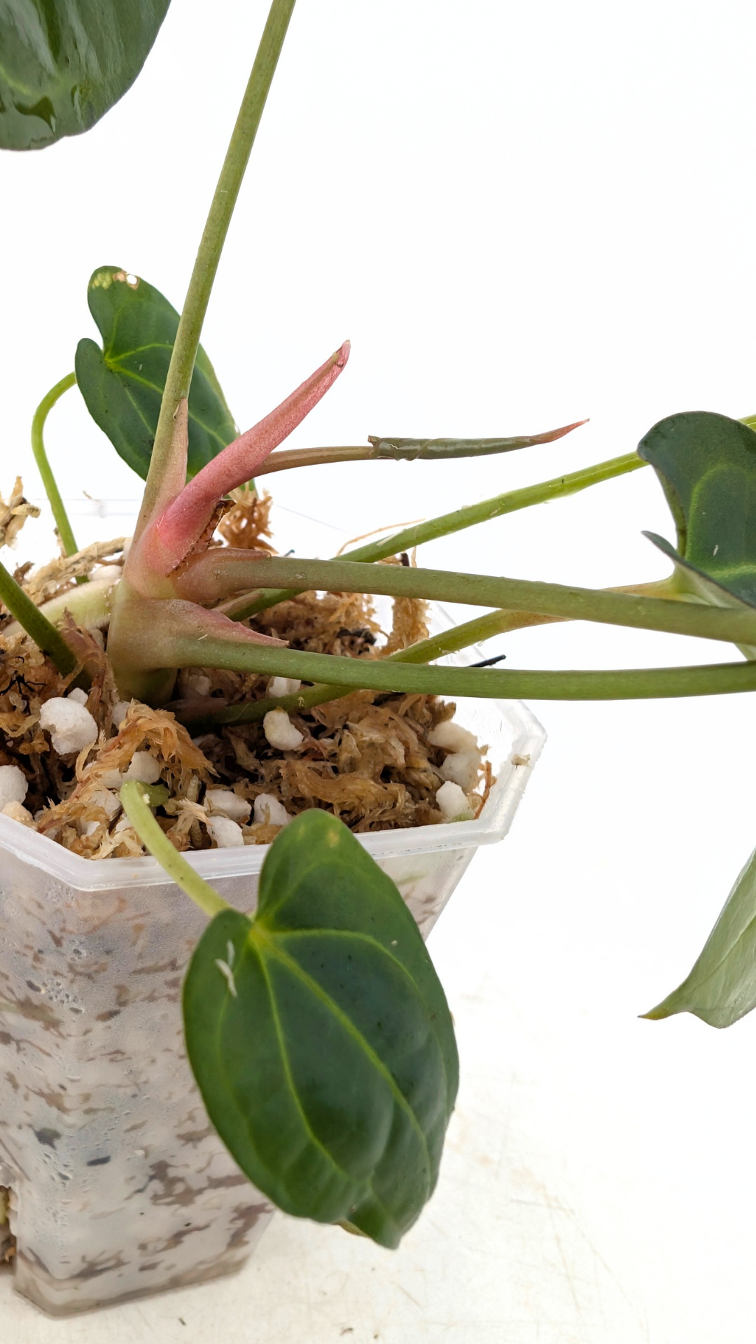 Rare anthurium hybrid Dark Forgetii x Bessae Aff available from rare plant shop The Leaf Gallery in Perth, Western Australia