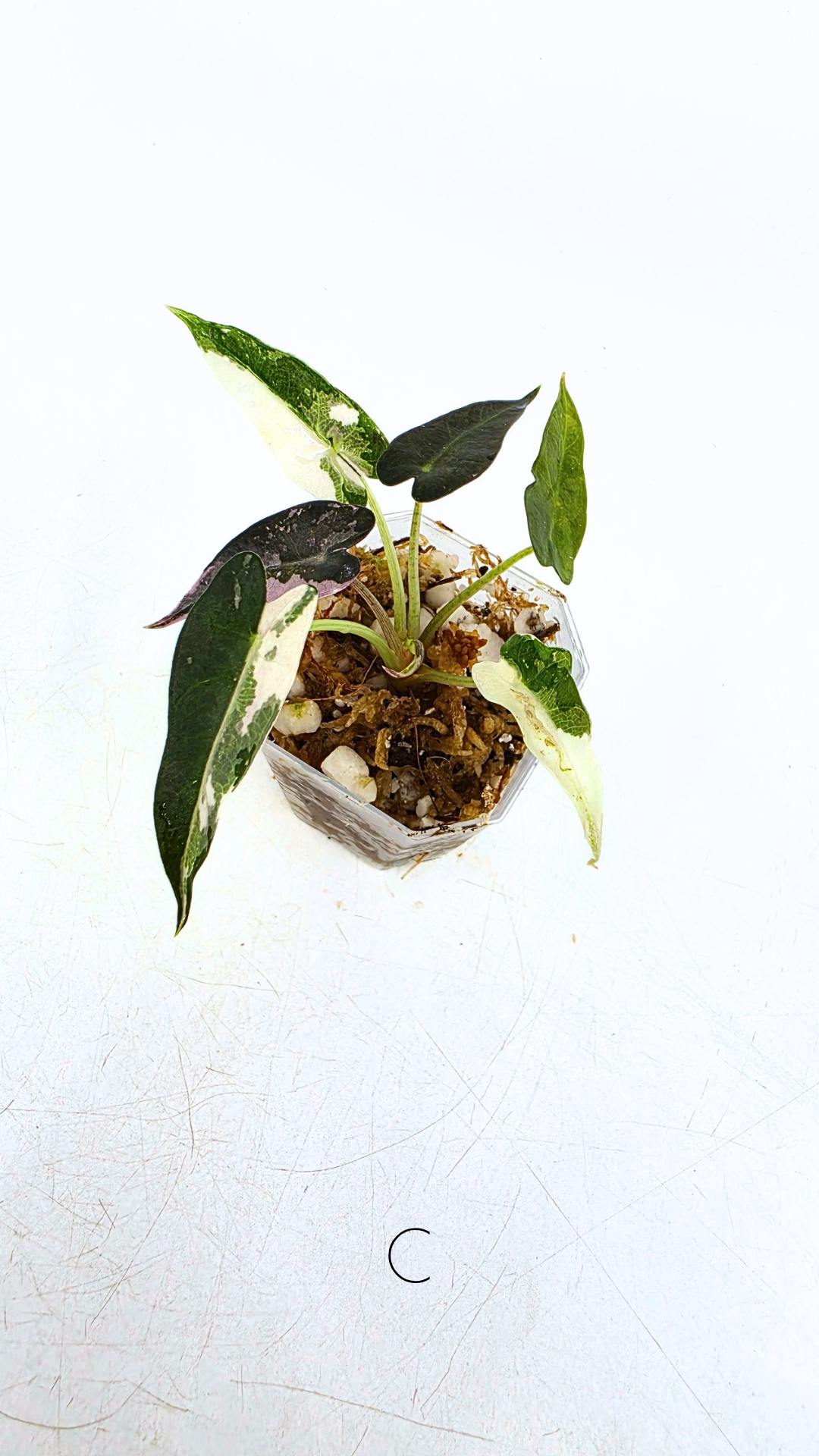 Rare indoor plant Alocasia Amazonica Bambino Pink TC plantlets available for sale at rare houseplant shop The Leaf Gallery in Perth, Western Australia