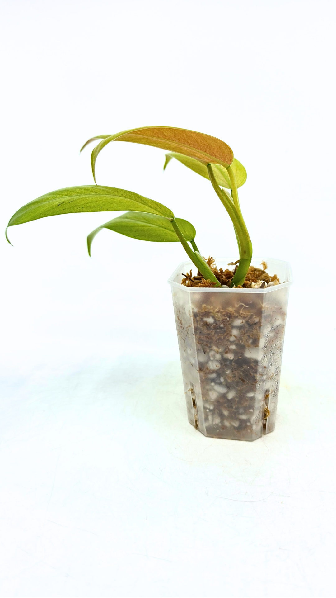 Rare indoor plant Philodendron Whipple Way available for sale at rare plant shop The Leaf Gallery in Perth, Western Australia