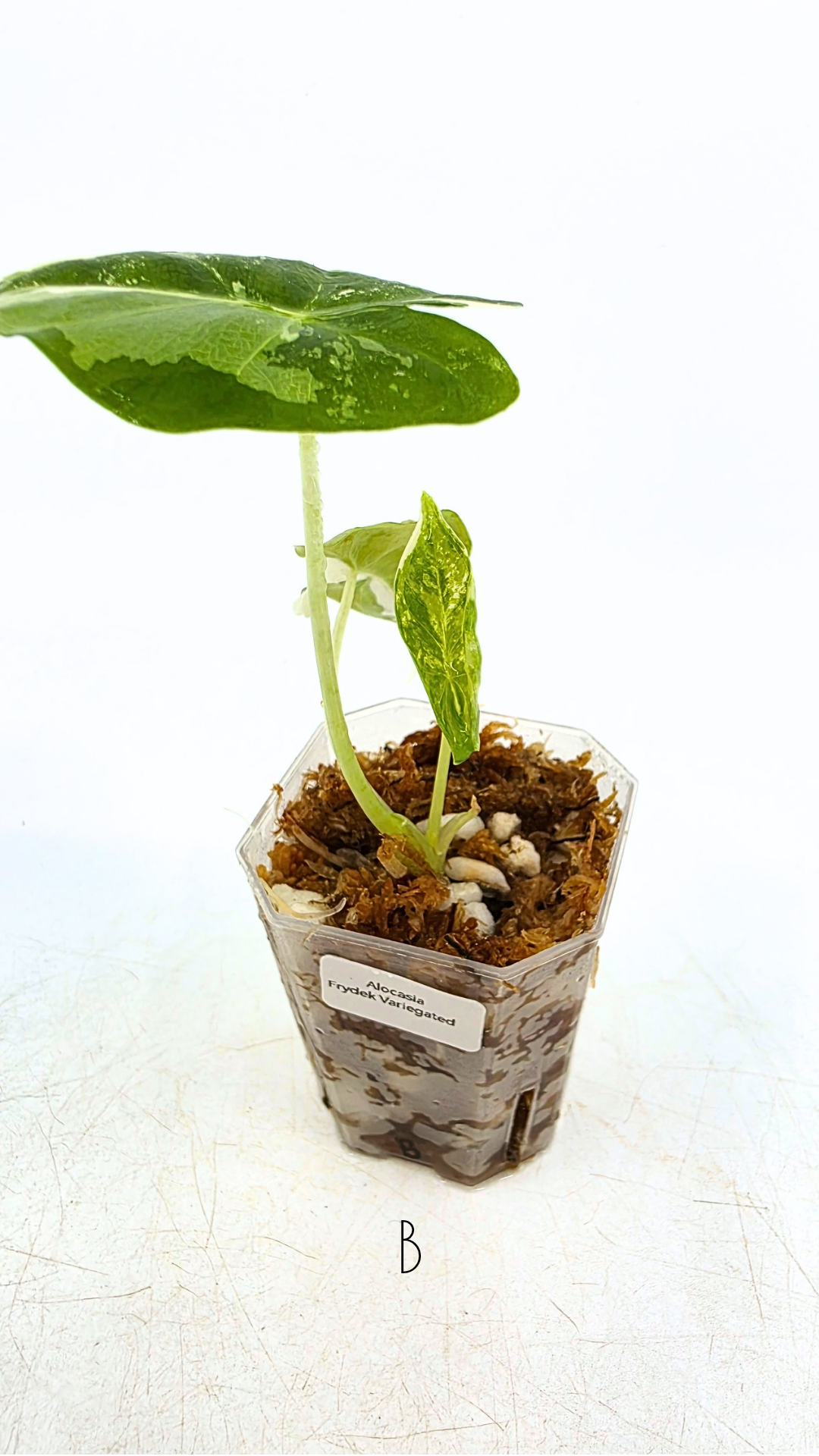 Rare indoor plant Alocasia Frydek Variegated available for sale at rare house plant shop The Leaf Gallery in Perth, Western Australia