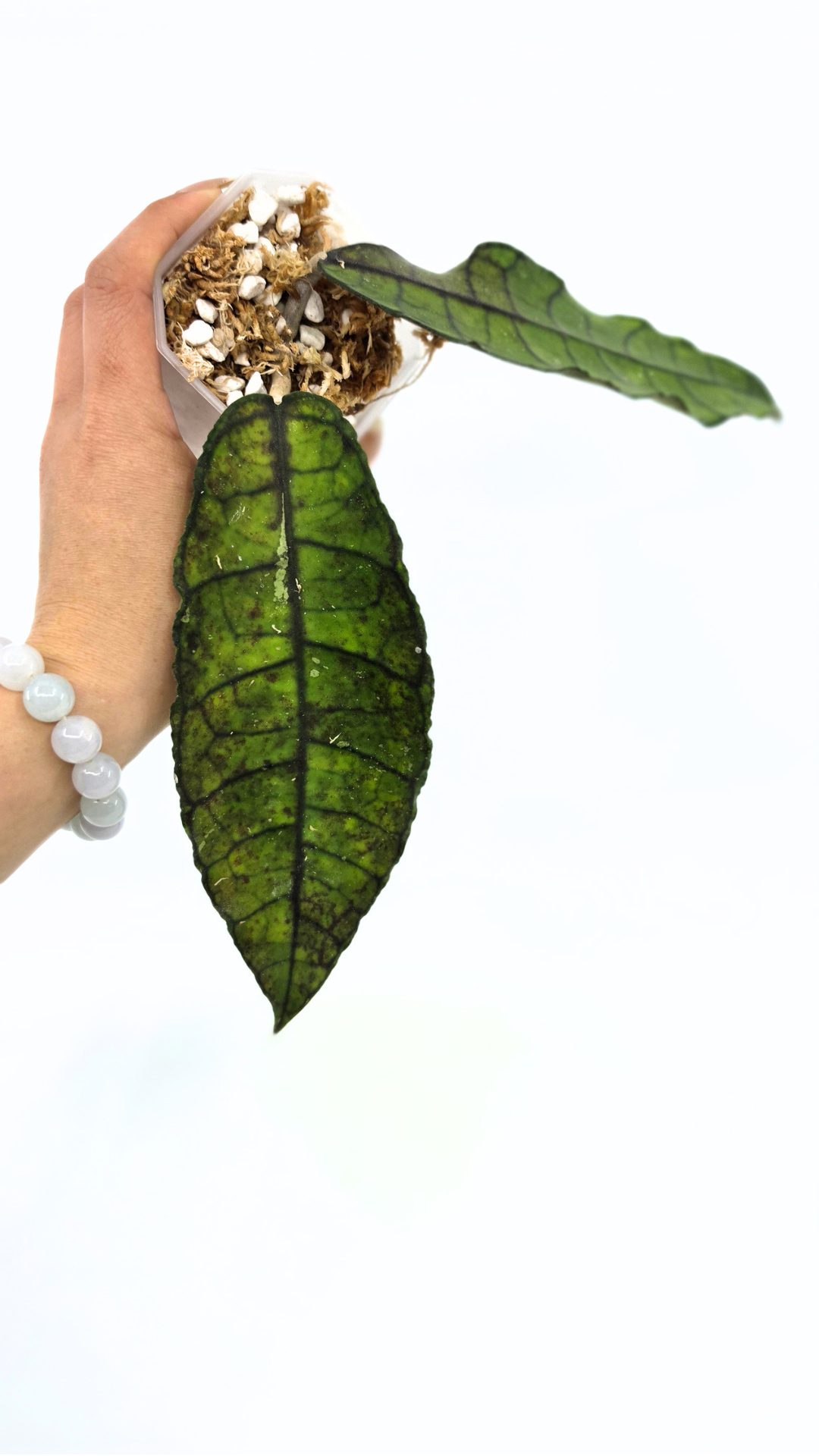 Rare Wax Plant Hoya Nong Nooch IML 1541. Indoor plant grown and propagated by rare house plant shop The Leaf Gallery in Perth, Western Australia