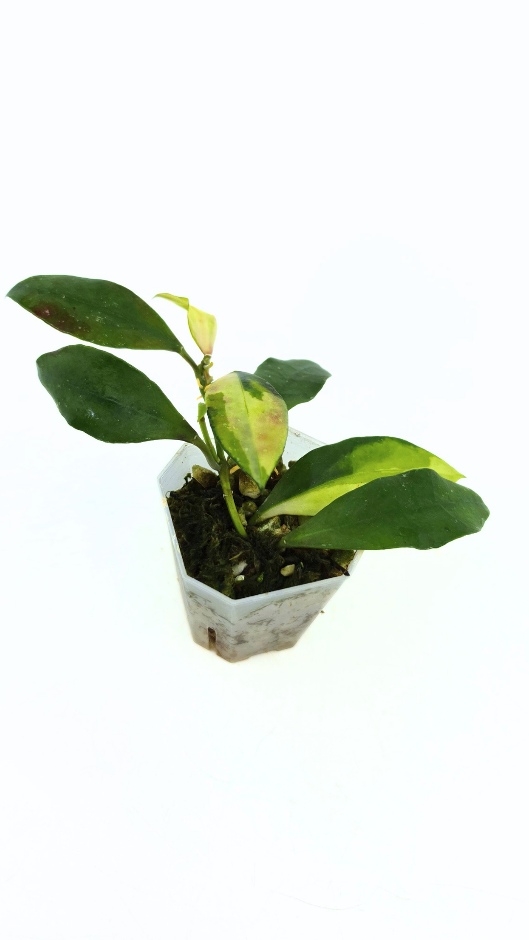 Rare hoya Walliniana Varigated available for sale at rare plant shop The Leaf Gallery in Perth, Western Australia