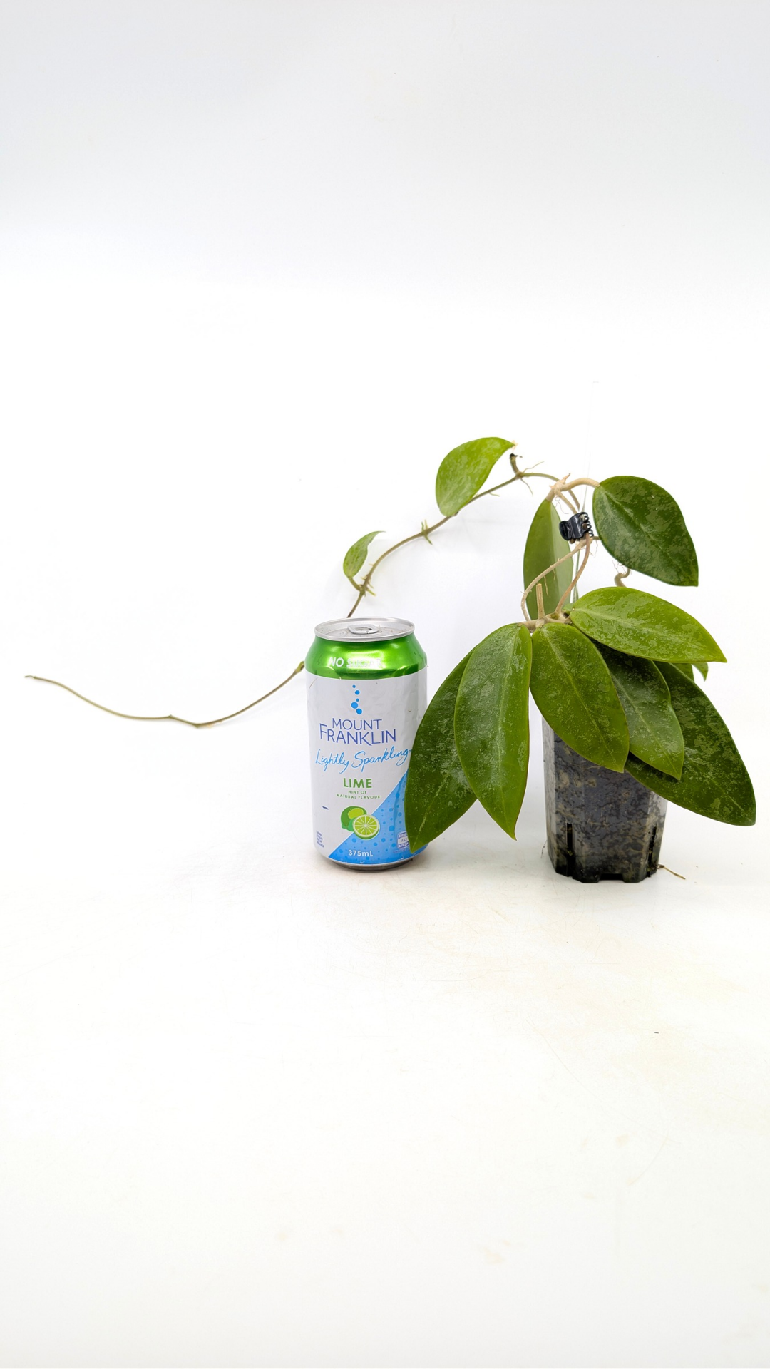 Rare waxplant Hoya Rime Splash available for sale at rare indoor plant shop The Leaf Gallery in Perth, Western Australia