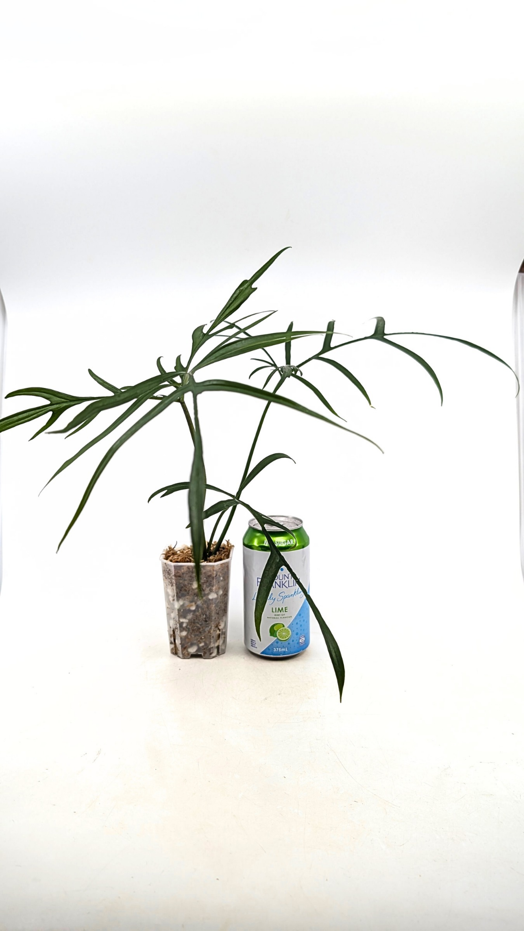 Rare indoor plant Philodendron Polypodioides available for sale at rare house plant shop The Leaf Gallery in Perth, Western Australia