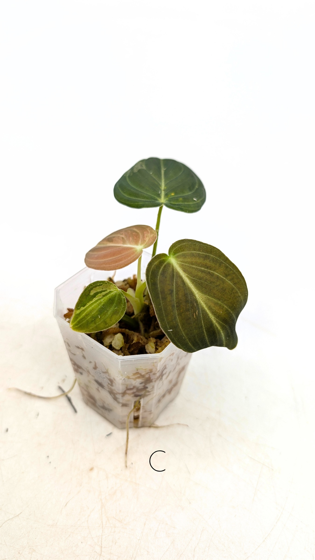 Rare plant Philodendron Melanochrysum Varigated available for sale at rare plant shop The Leaf Gallery in Perth, Western Australia