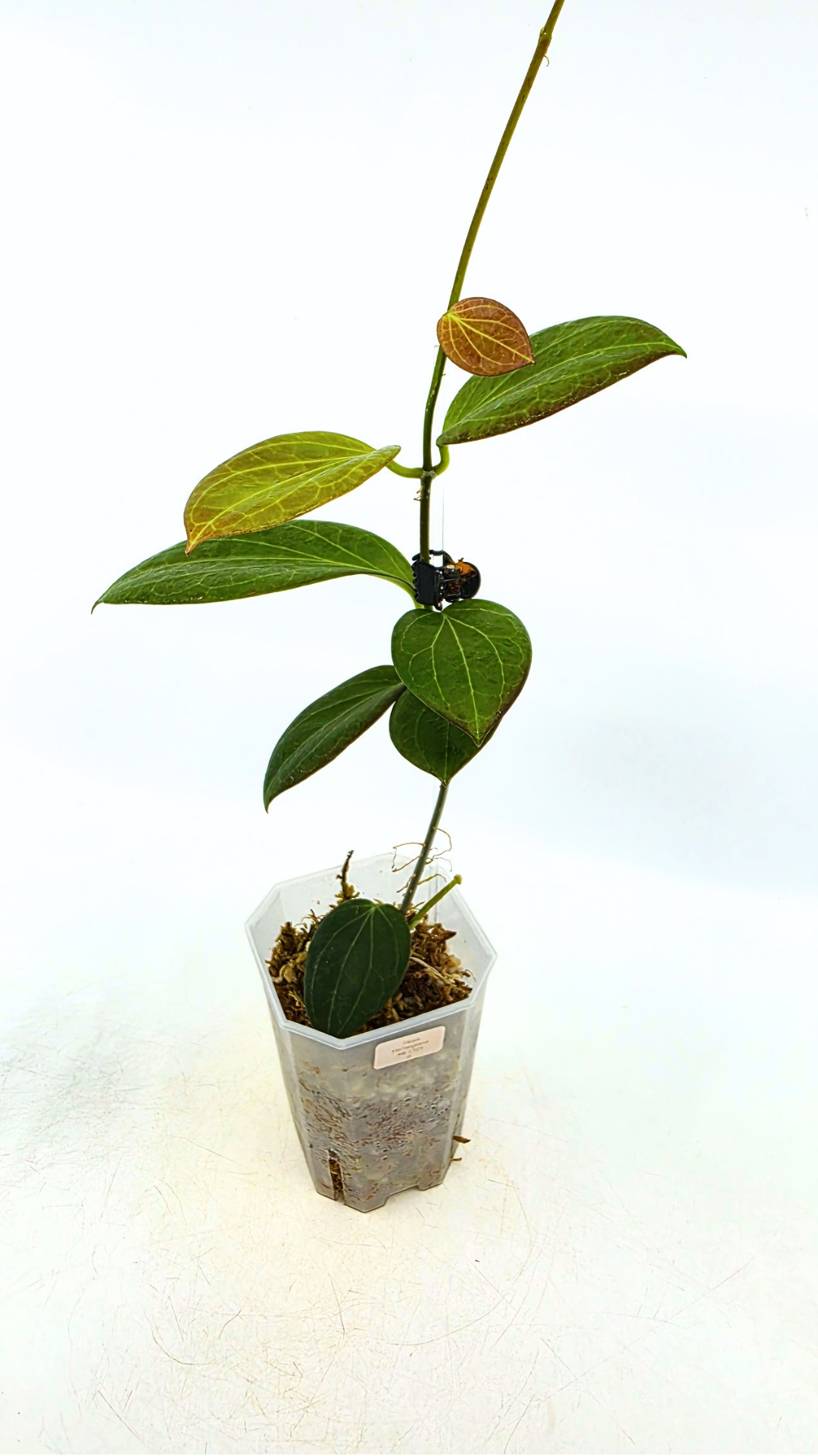 Rare waxplant Hoya Hellwigiana IML1101 available for sale at rare plant shop The Leaf Gallery in Perth, Western Australia