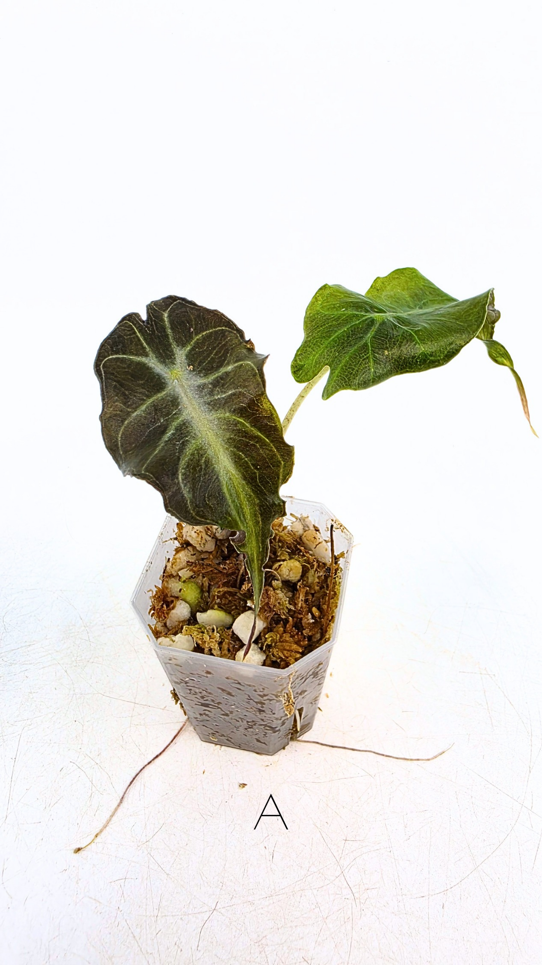 Rare indoor plant Alocasia Venom available for sale at rare house plant shop The Leaf Gallery in Perth, Western Australia.