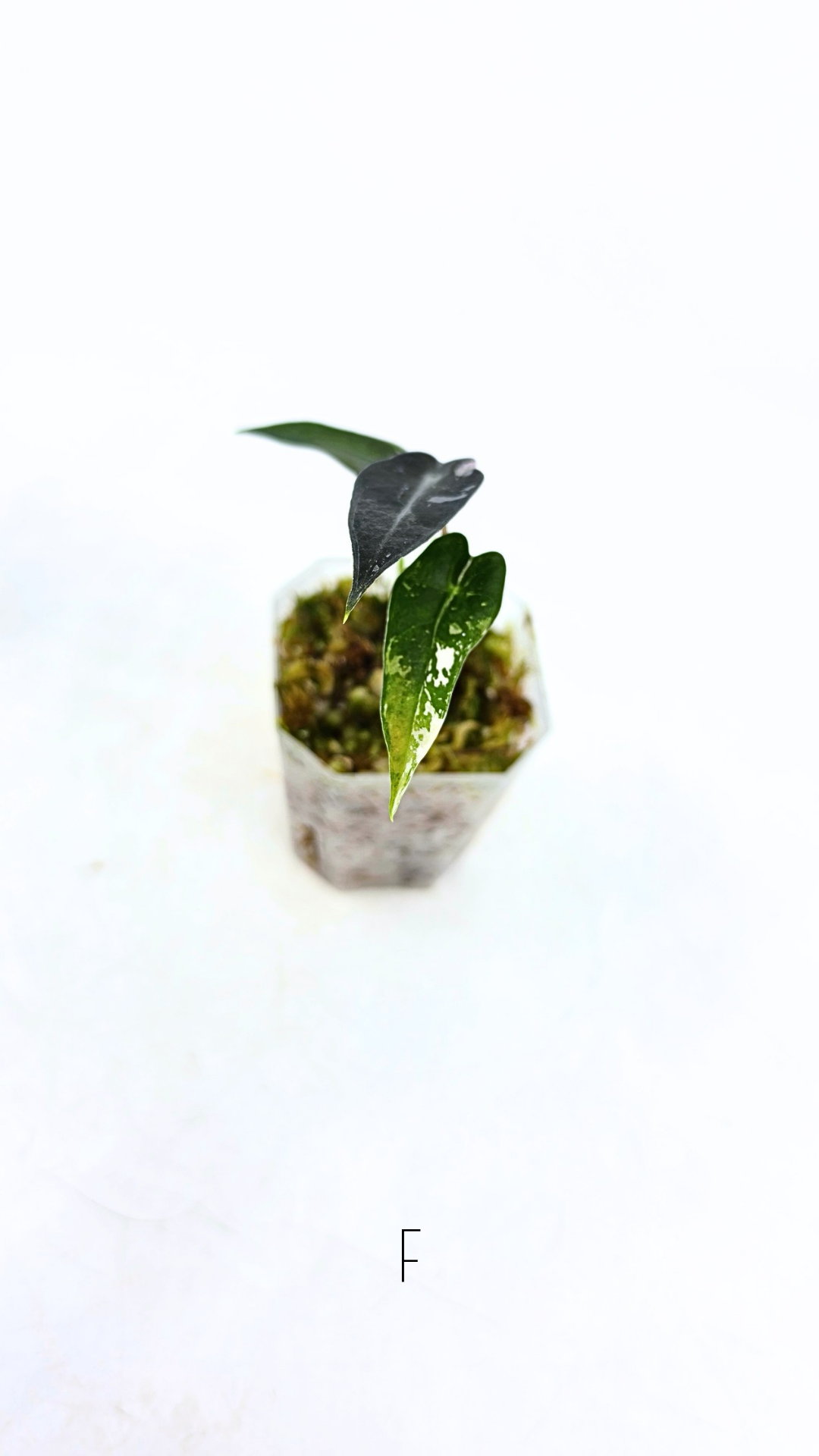 Rare indoor plant Alocasia Amazonica Bambino Pink TC plantlets available for sale at rare houseplant shop The Leaf Gallery in Perth, Western Australia