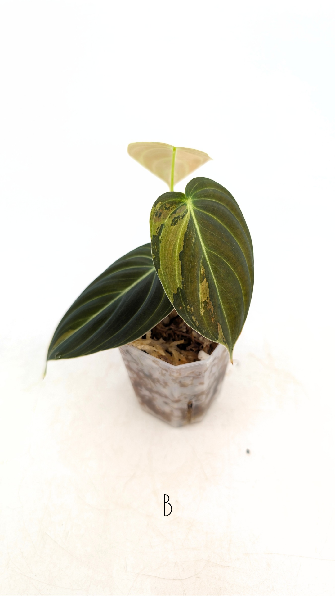 Rare plant Philodendron Melanochrysum Varigated available for sale at rare plant shop The Leaf Gallery in Perth, Western Australia