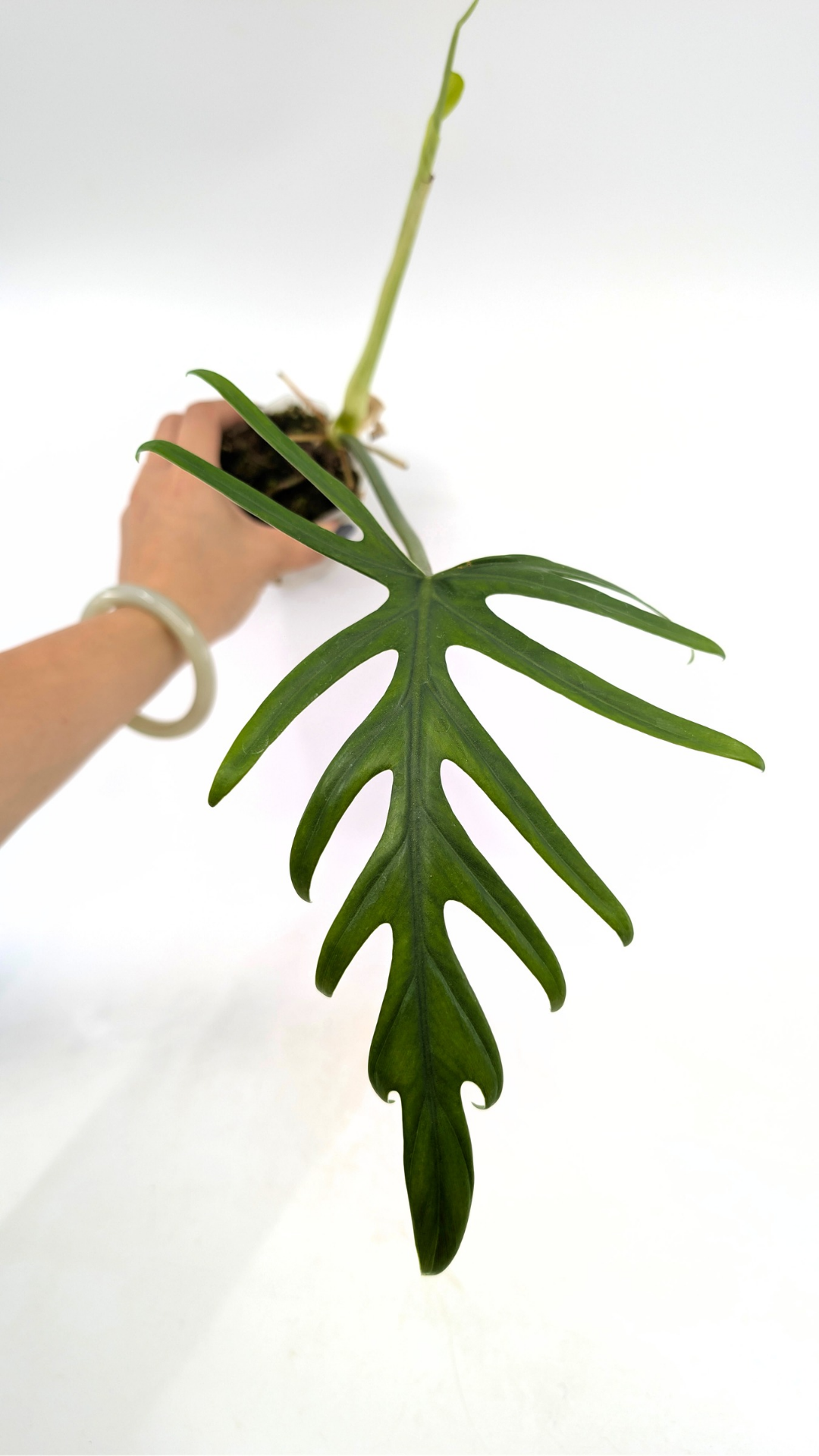 Uncommon indoor plant Philodendron Elegans available for sale at rare plant shop The Leaf Gallery in Perth, Western Australia