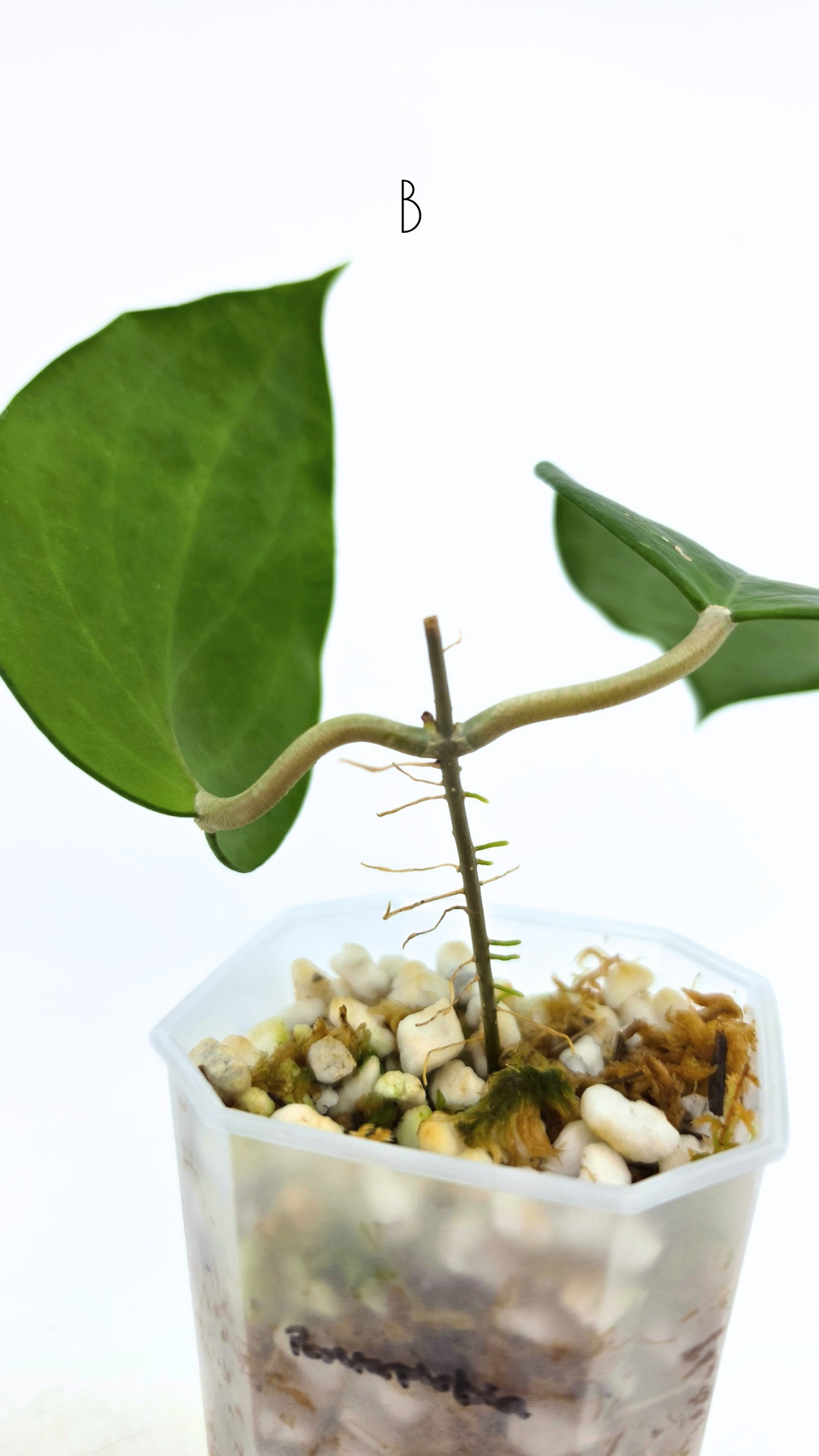 Rare waxplant Hoya Pentaphlebia available for sale at rare indoor plant shop The Leaf Gallery in Perth, Western Australia